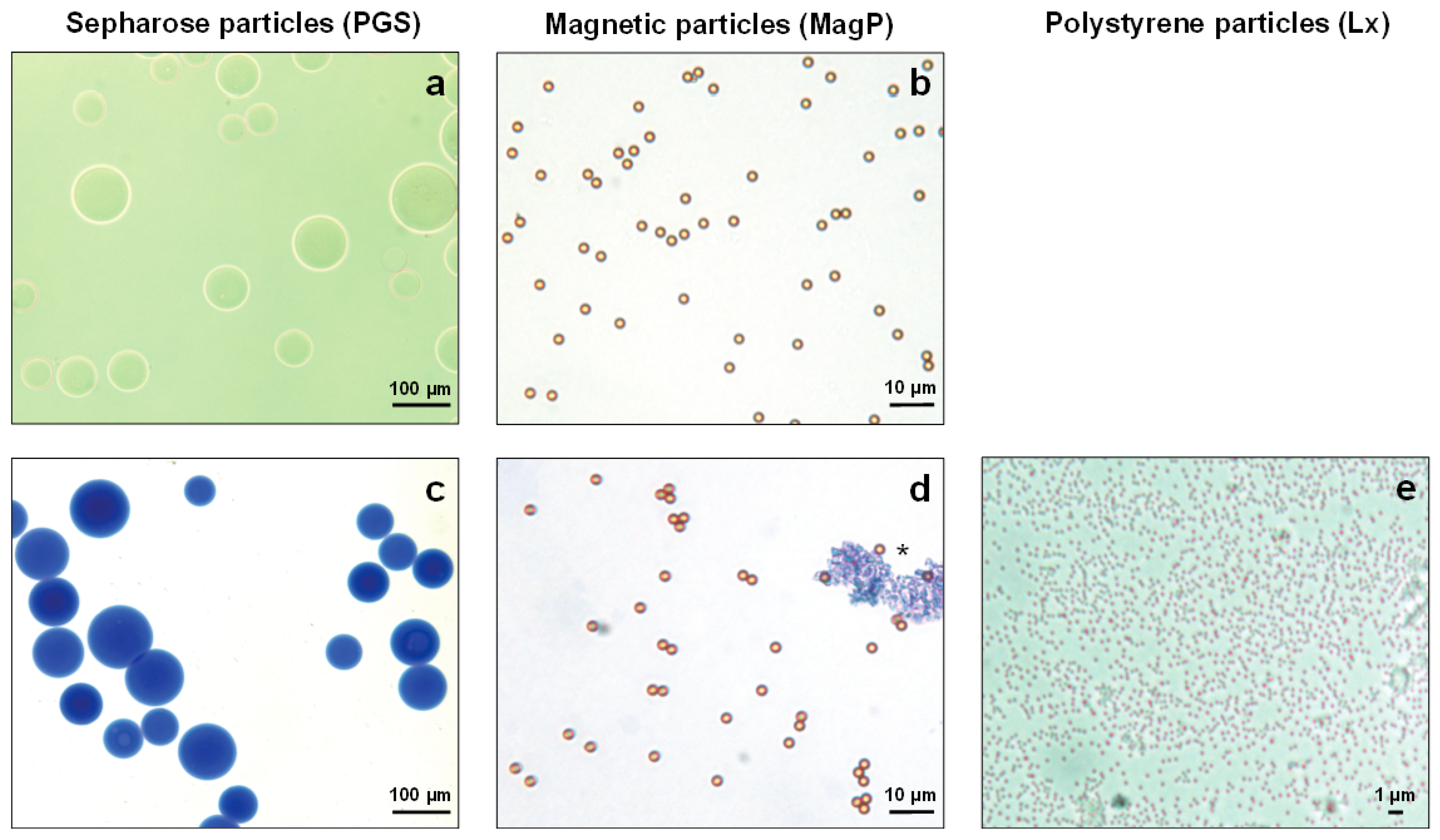 IJMS | Free Full-Text | Comprehensive Comparison of the Capacity of  Functionalized Sepharose, Magnetic Core, and Polystyrene Nanoparticles to  Immuno-Precipitate Procalcitonin from Human Material for the Subsequent  Quantification by LC-MS/MS