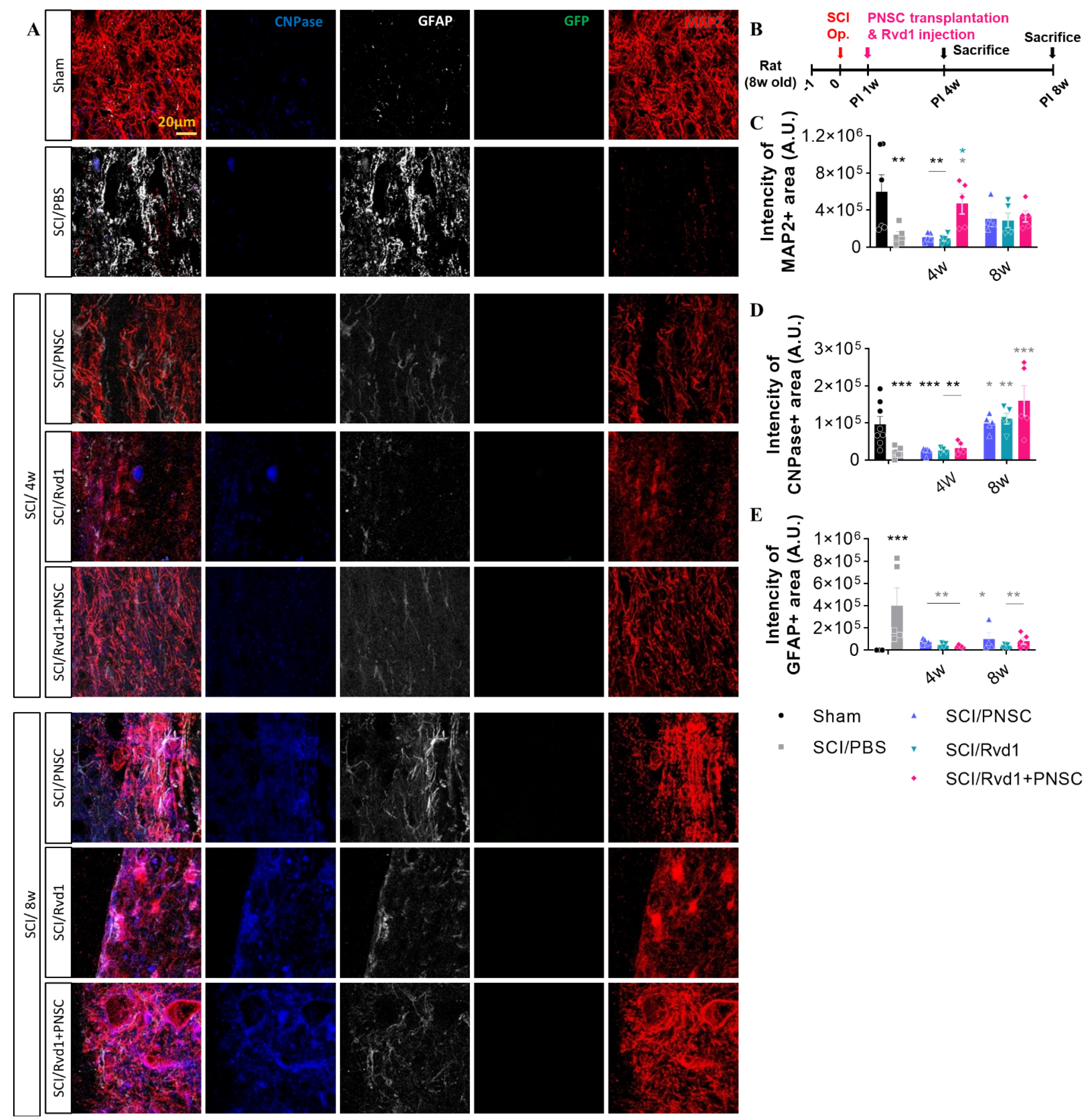Ijms 24 10971 g004 Ijms 24 10971 g004