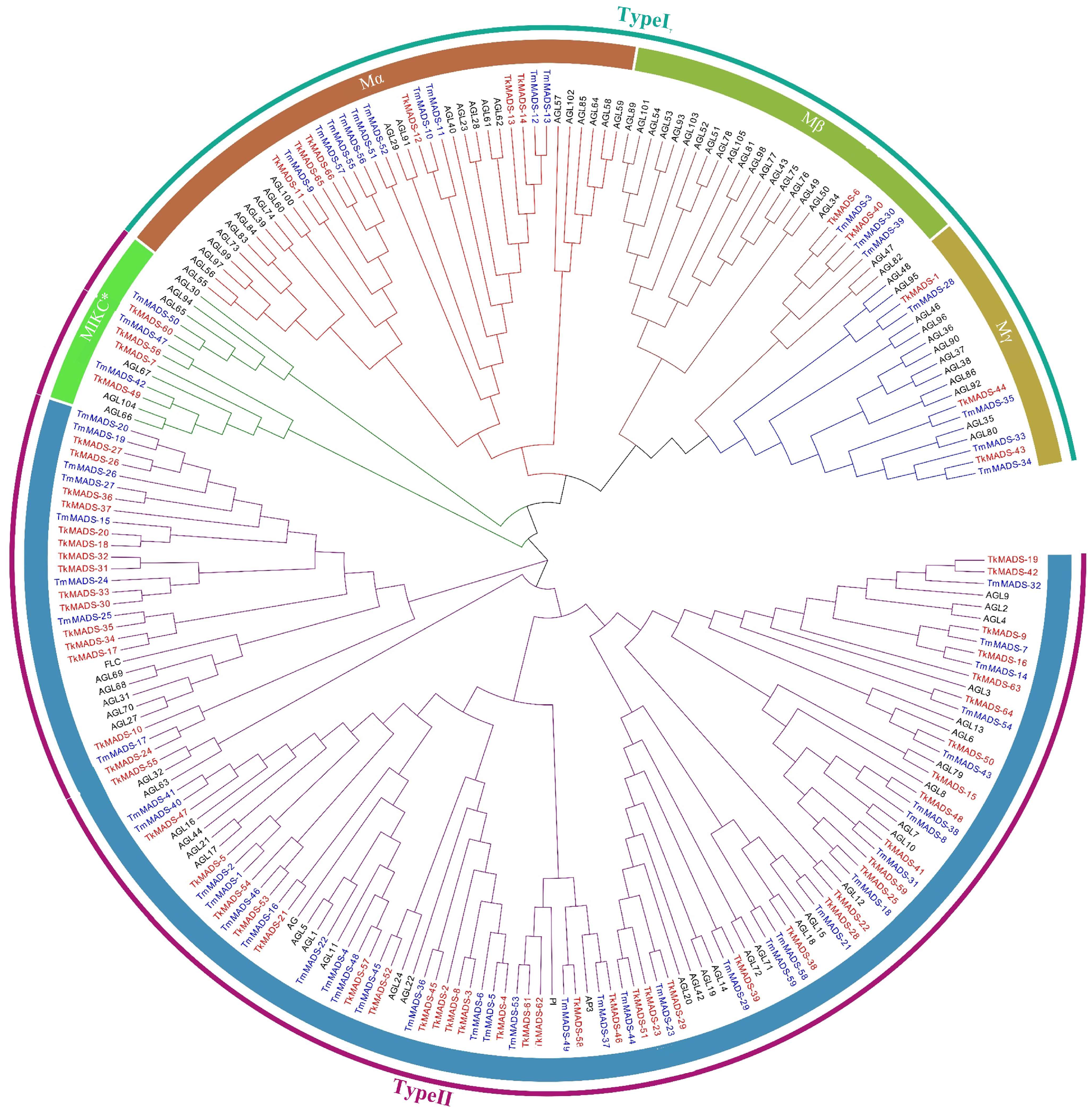 IJMS Free Full Text Genome Wide Identification of MADS Box