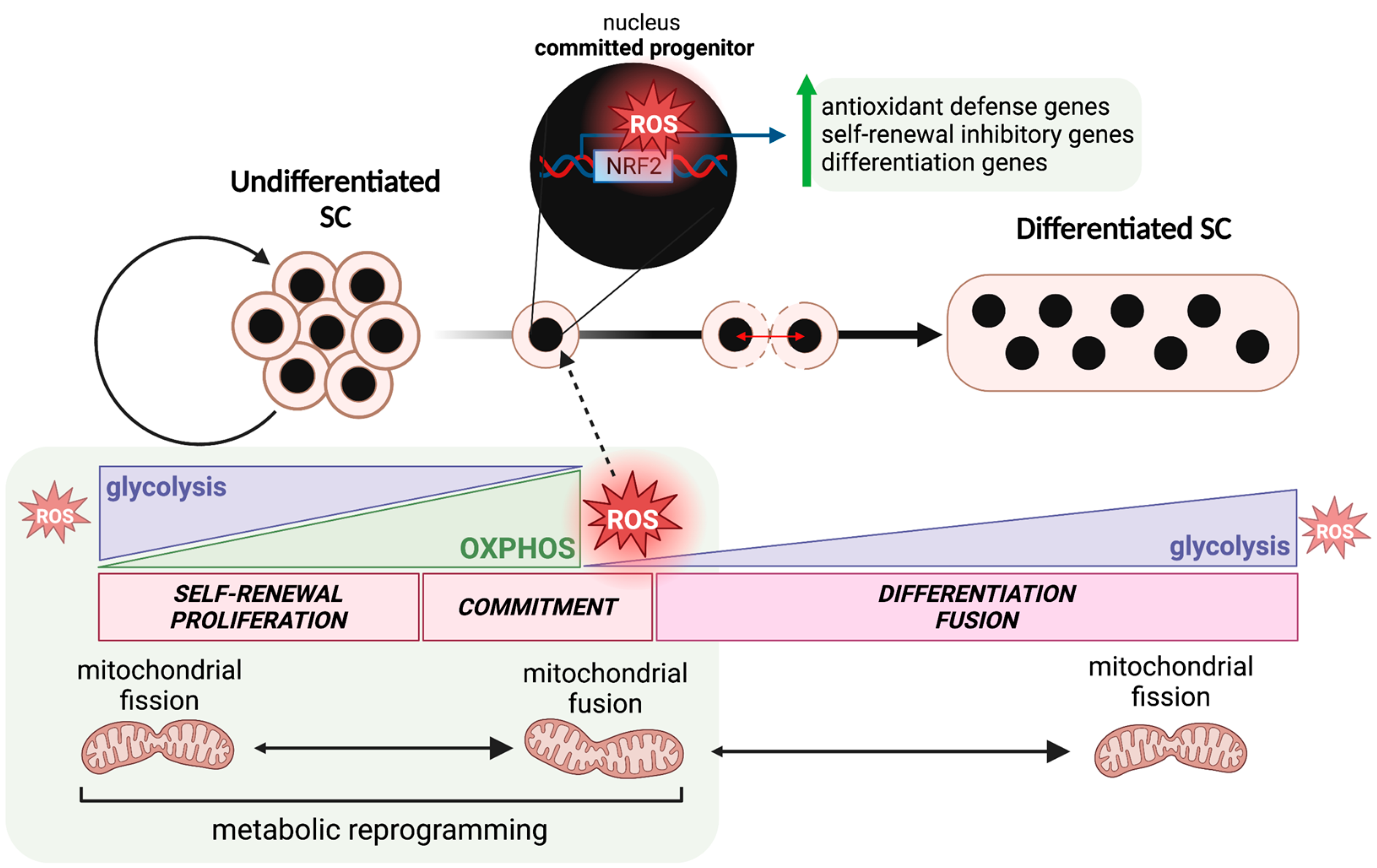 IJMS | Free Full-Text | The Implications of Cannabinoid-Induced 