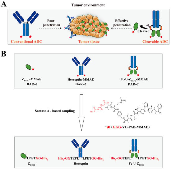 IJMS | Free Full-Text | Tumor Site-Specific Cleavage Improves The ...