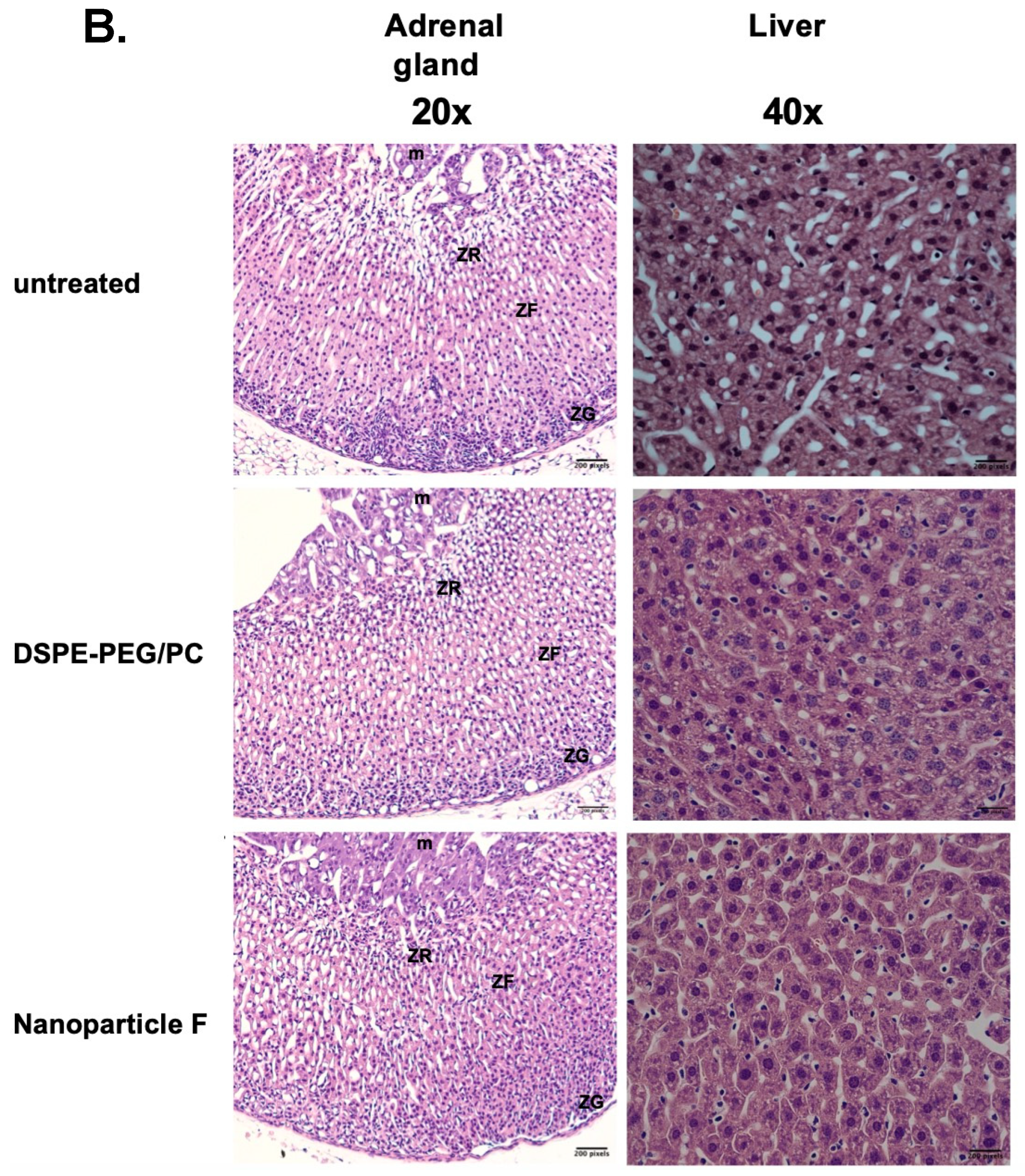 Ijms 24 11013 g004b Ijms 24 11013 g004b