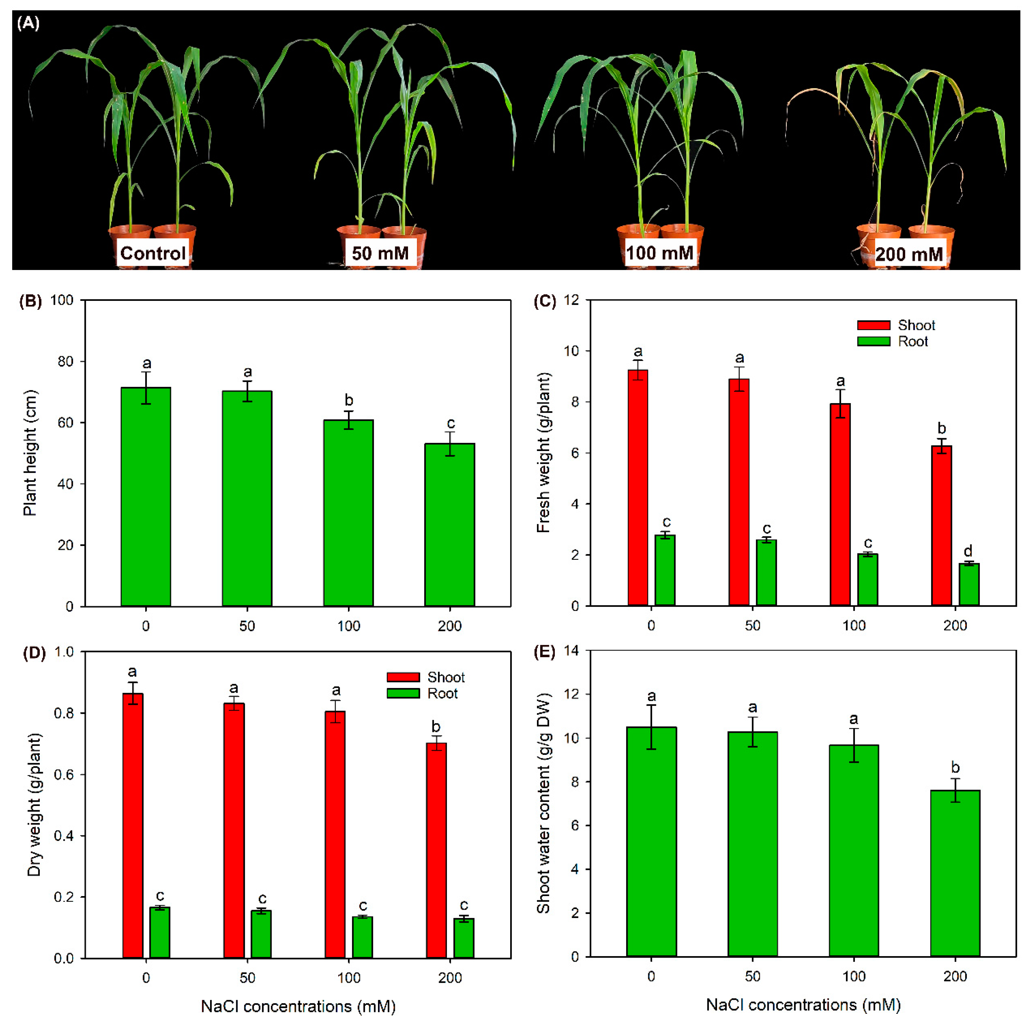 IJMS | Free Full-Text | Physiological and Transcriptional Analyses Provide  Insight into Maintaining Ion Homeostasis of Sweet Sorghum under Salt Stress