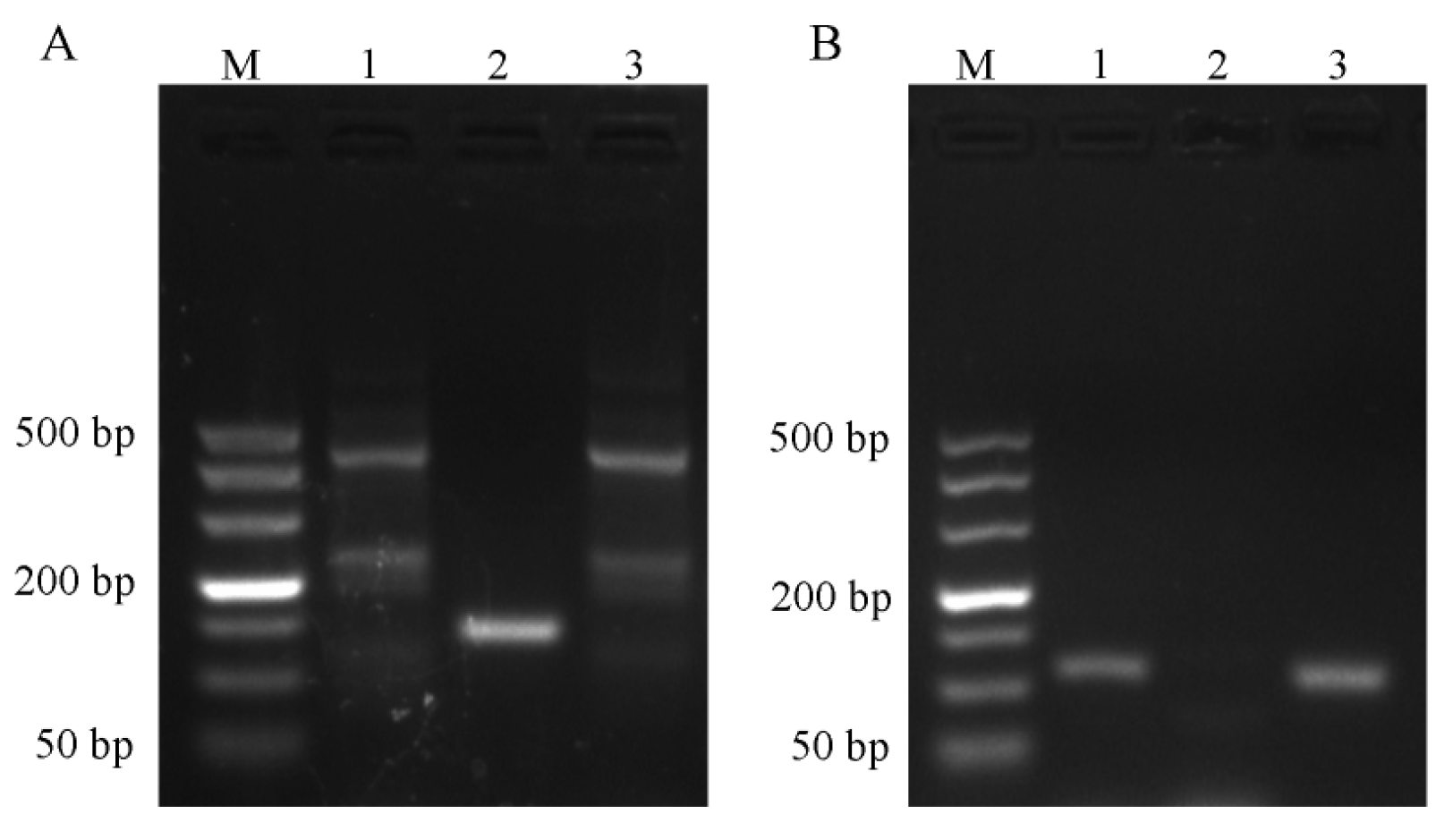 IJMS | Free Full-Text | Establishment of a Rapid Detection Method 