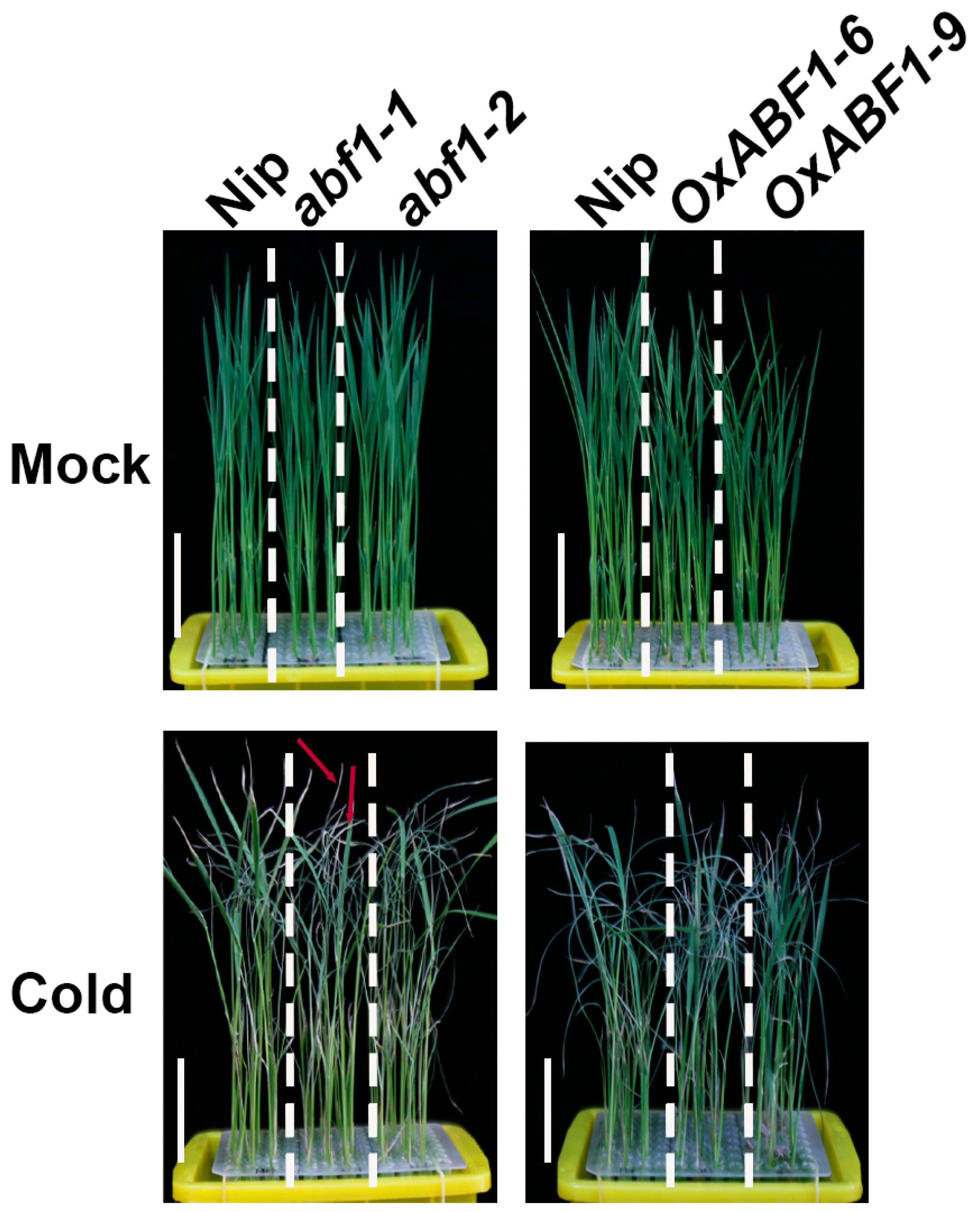 Ijms 24 11082 g001 Ijms 24 11082 g001
