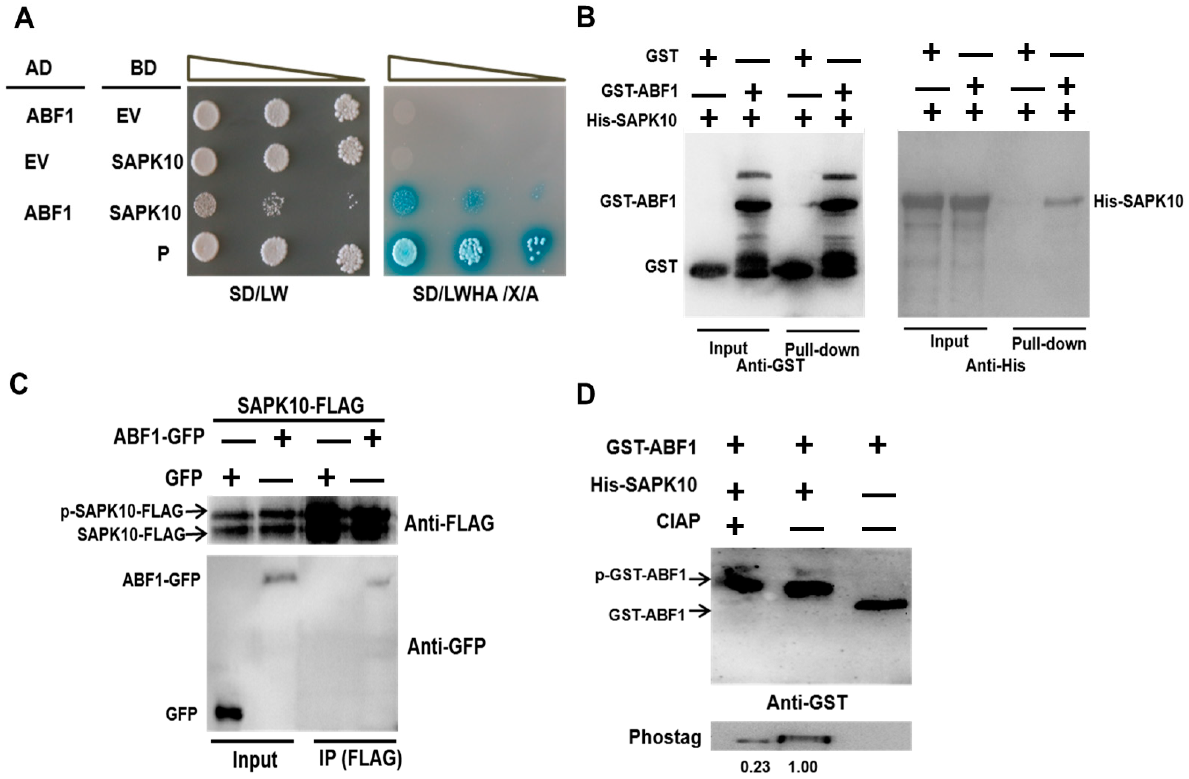 Ijms 24 11082 g003 Ijms 24 11082 g003