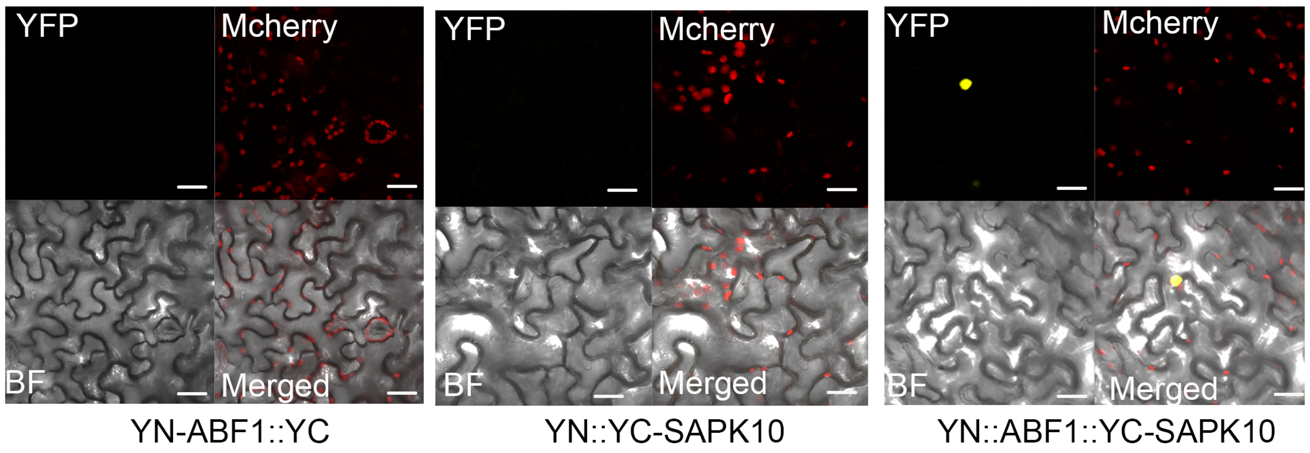 Ijms 24 11082 g004 Ijms 24 11082 g004