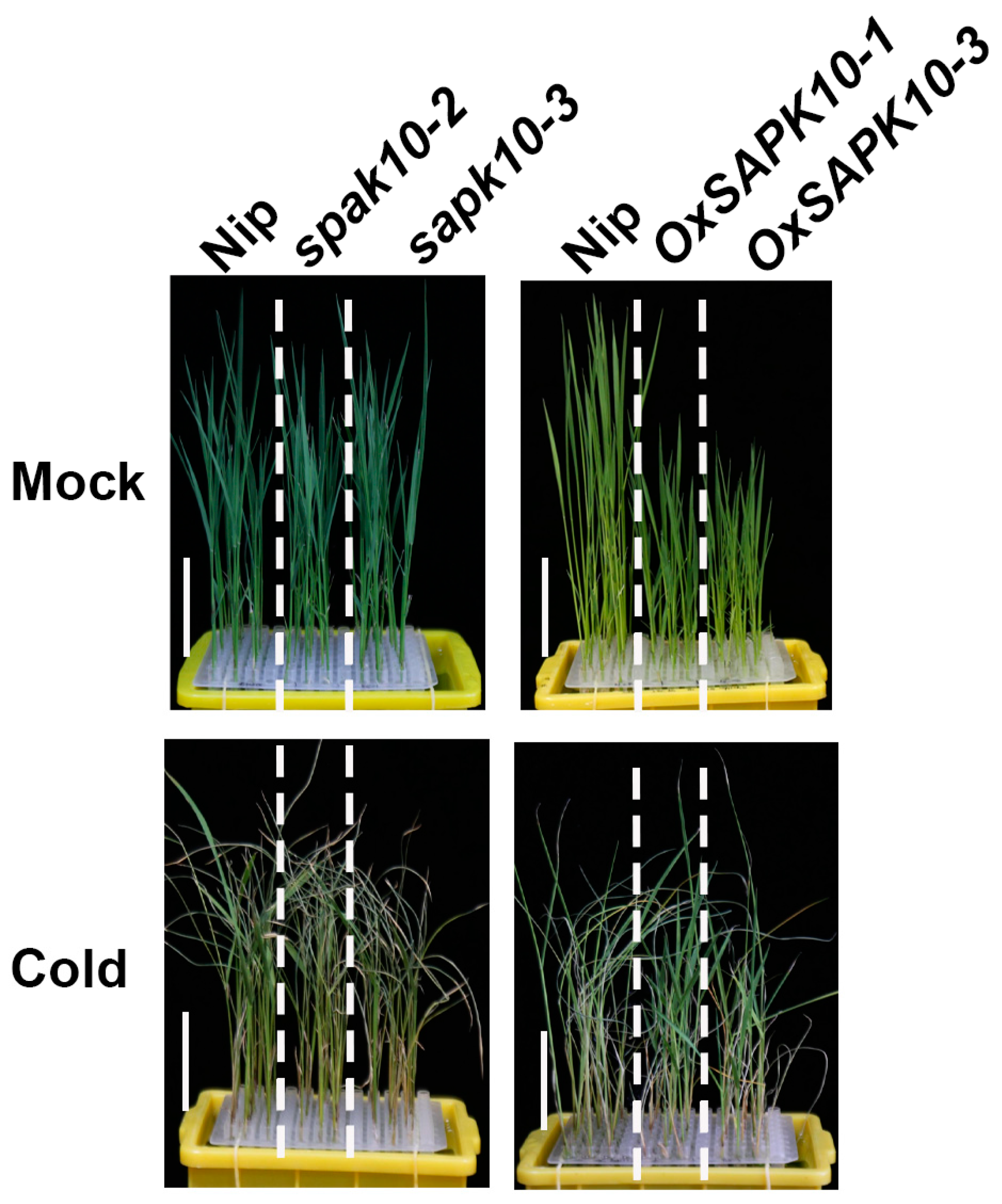 Ijms 24 11082 g005 Ijms 24 11082 g005