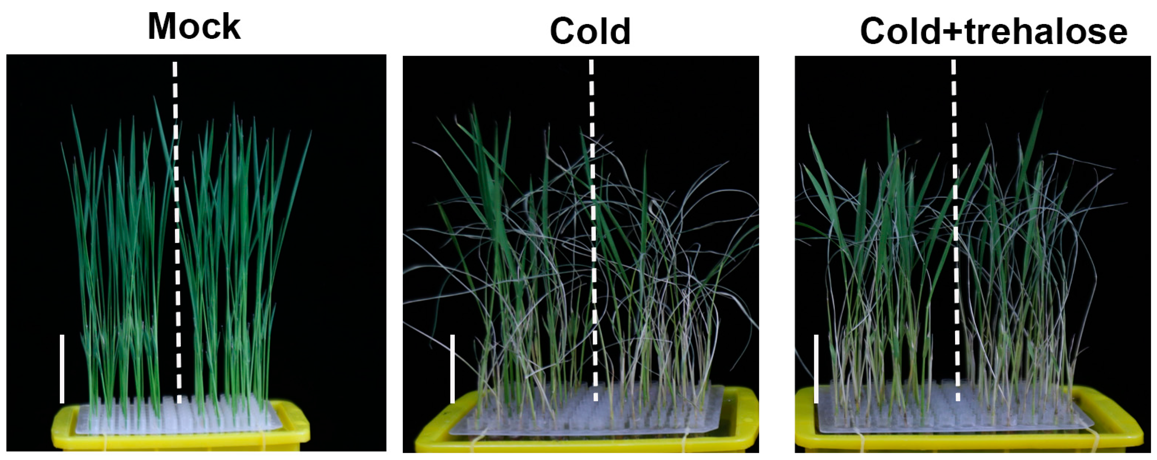 Ijms 24 11082 g008 Ijms 24 11082 g008