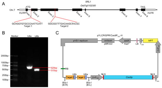 IJMS | Free Full-Text | Improving Rice Leaf Shape Using CRISPR/Cas9 ...