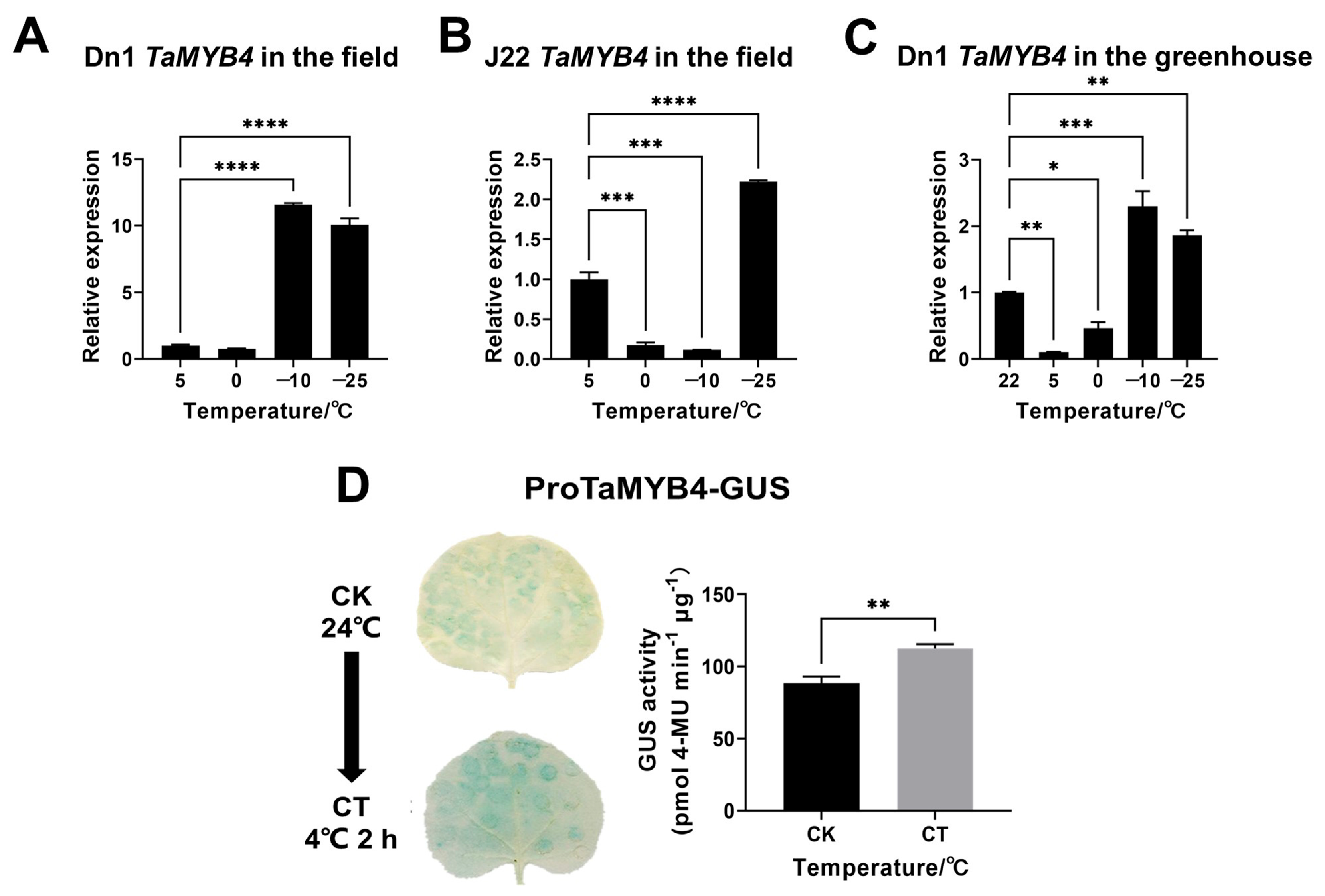 Design of an Arabidopsis thaliana reporter line to detect heat