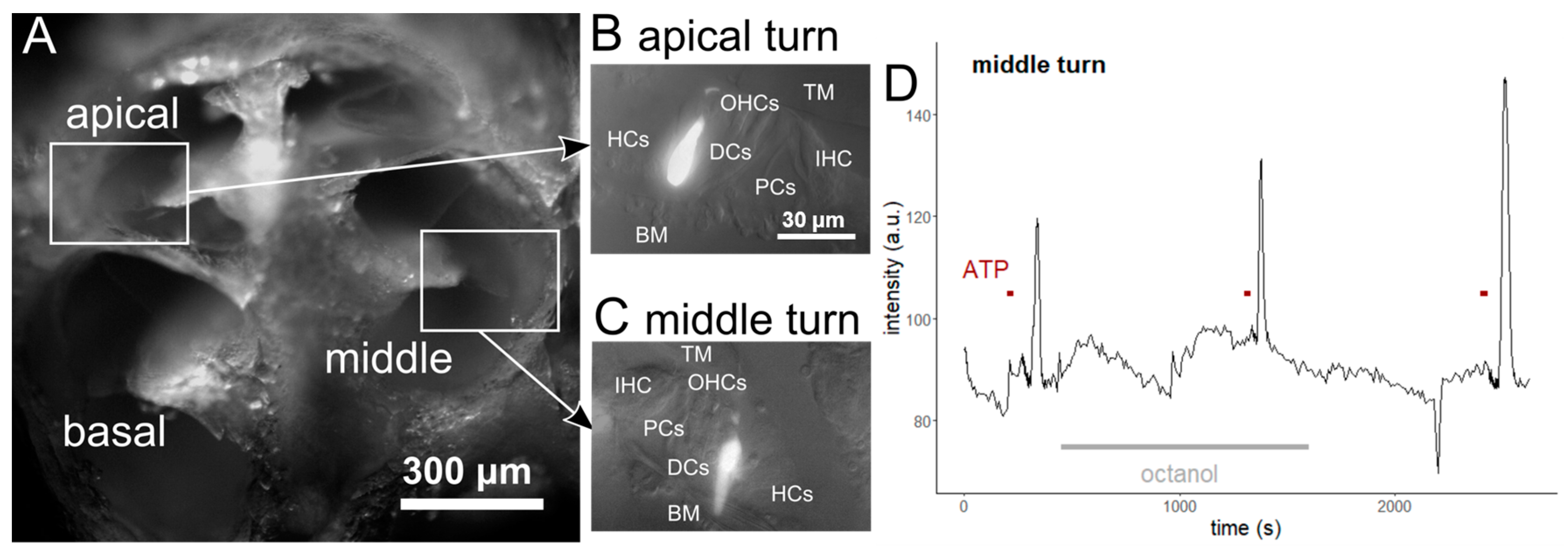 IJMS Free Full Text Ca2 Dynamics of Gap Junction Coupled and