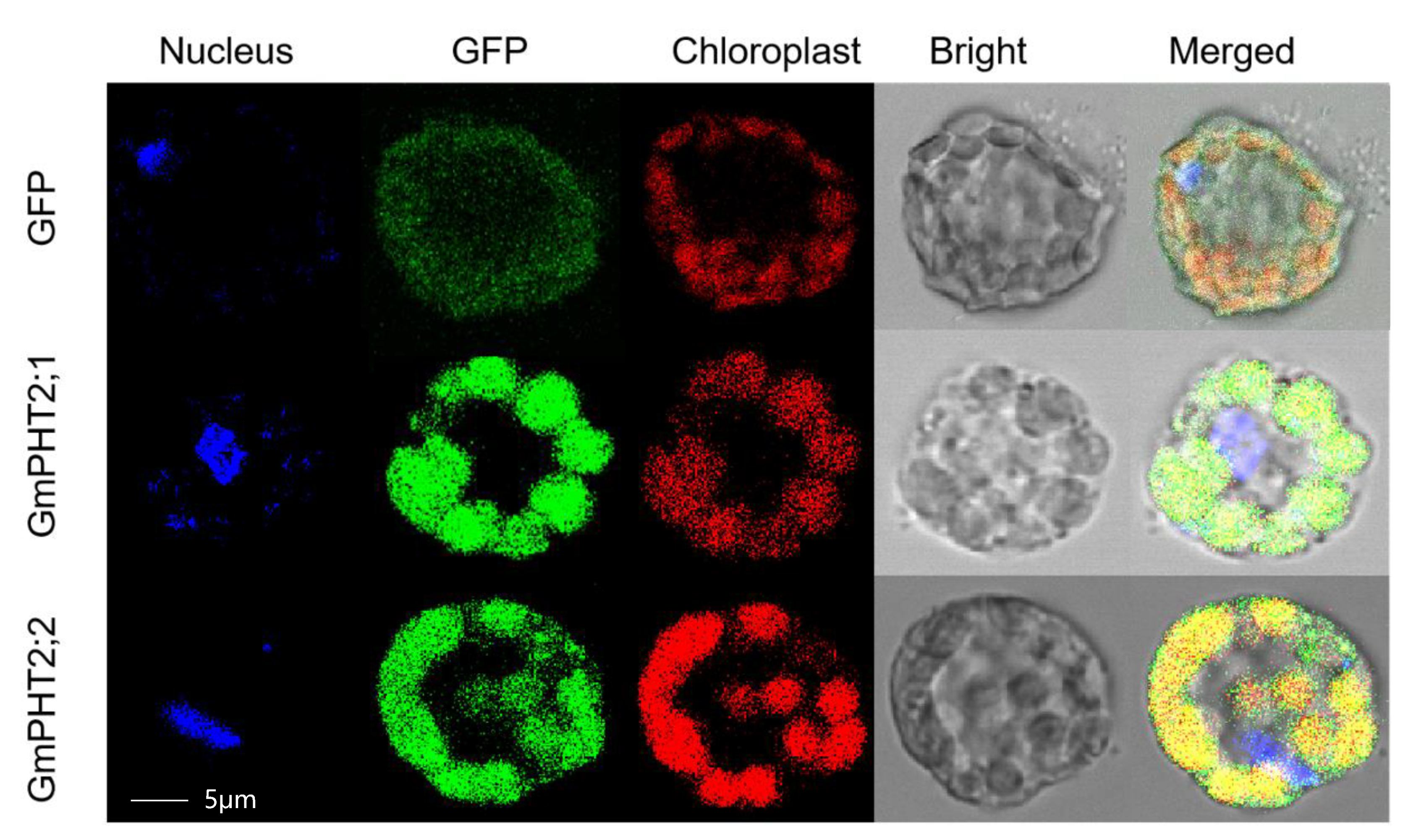 Ijms 24 11115 g003 Ijms 24 11115 g003