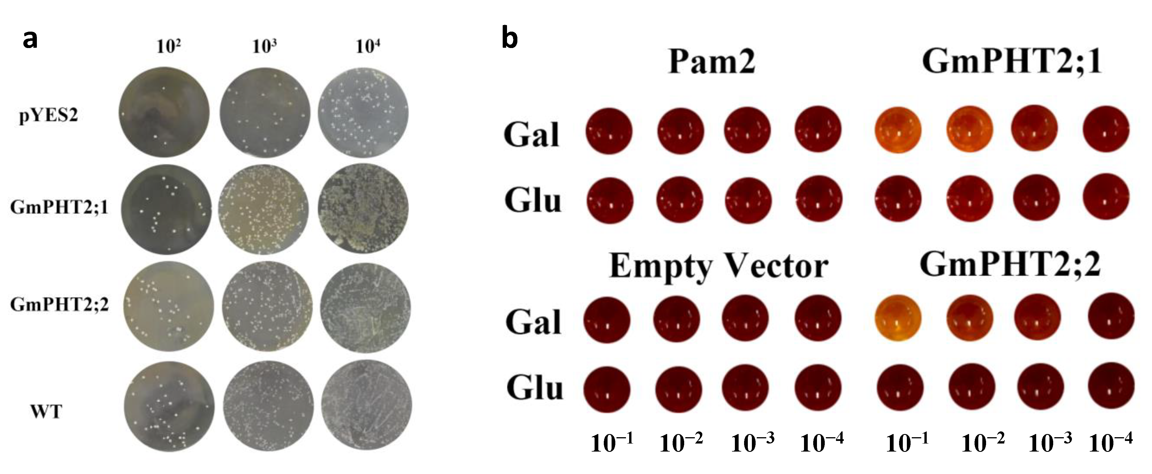 Ijms 24 11115 g004 Ijms 24 11115 g004