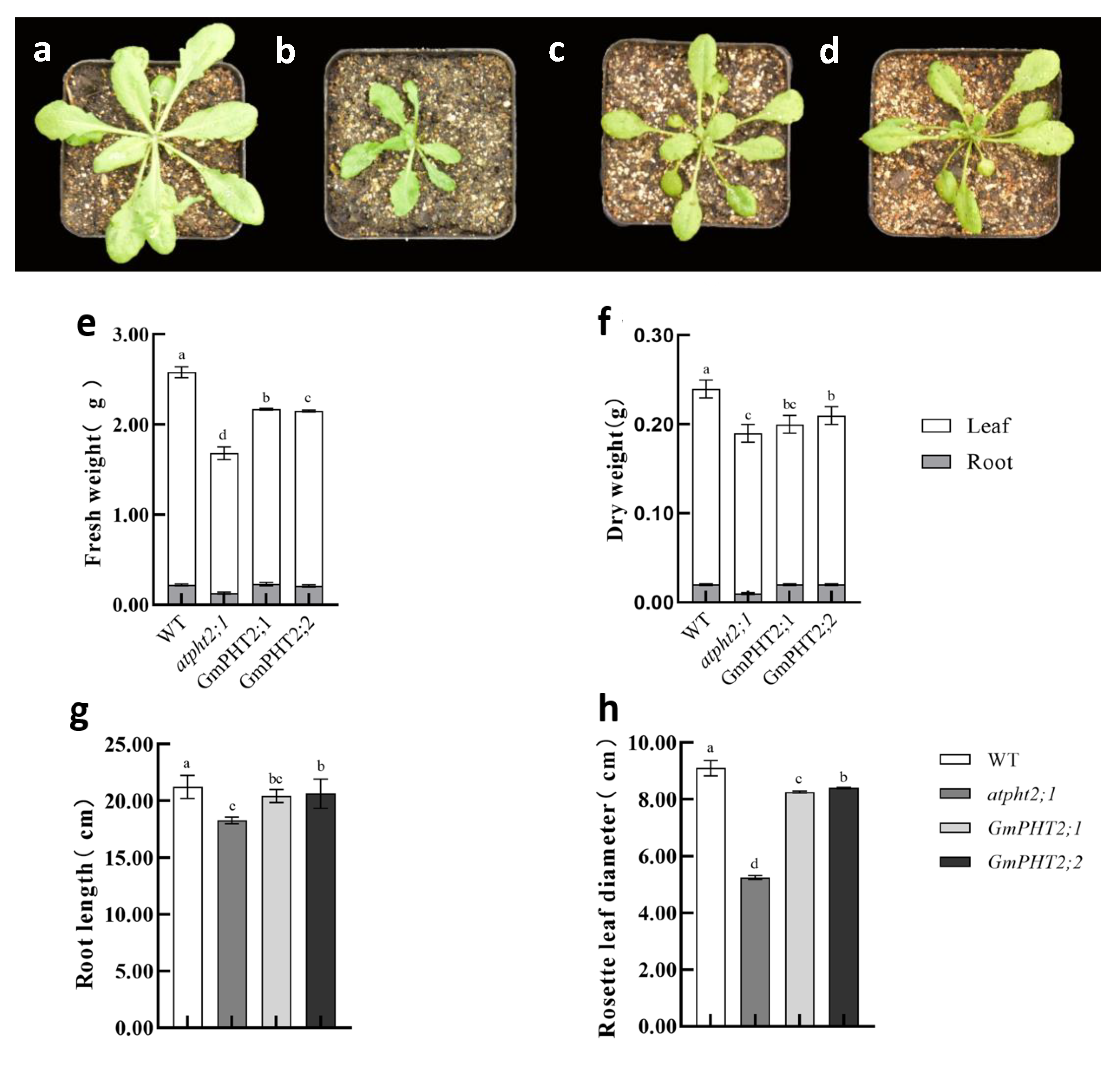 Ijms 24 11115 g006 Ijms 24 11115 g006