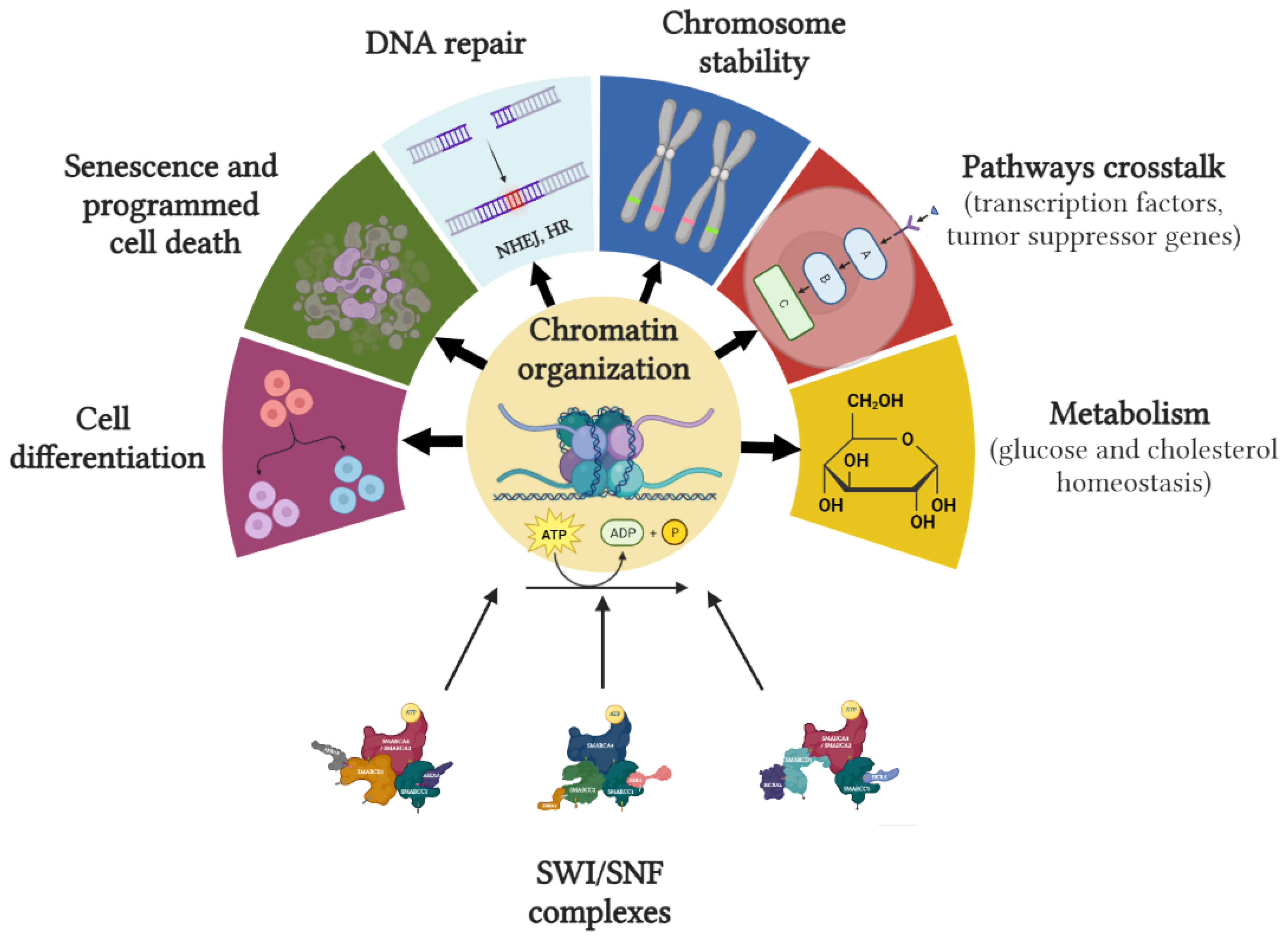 Ijms 24 11143 g003 Ijms 24 11143 g003