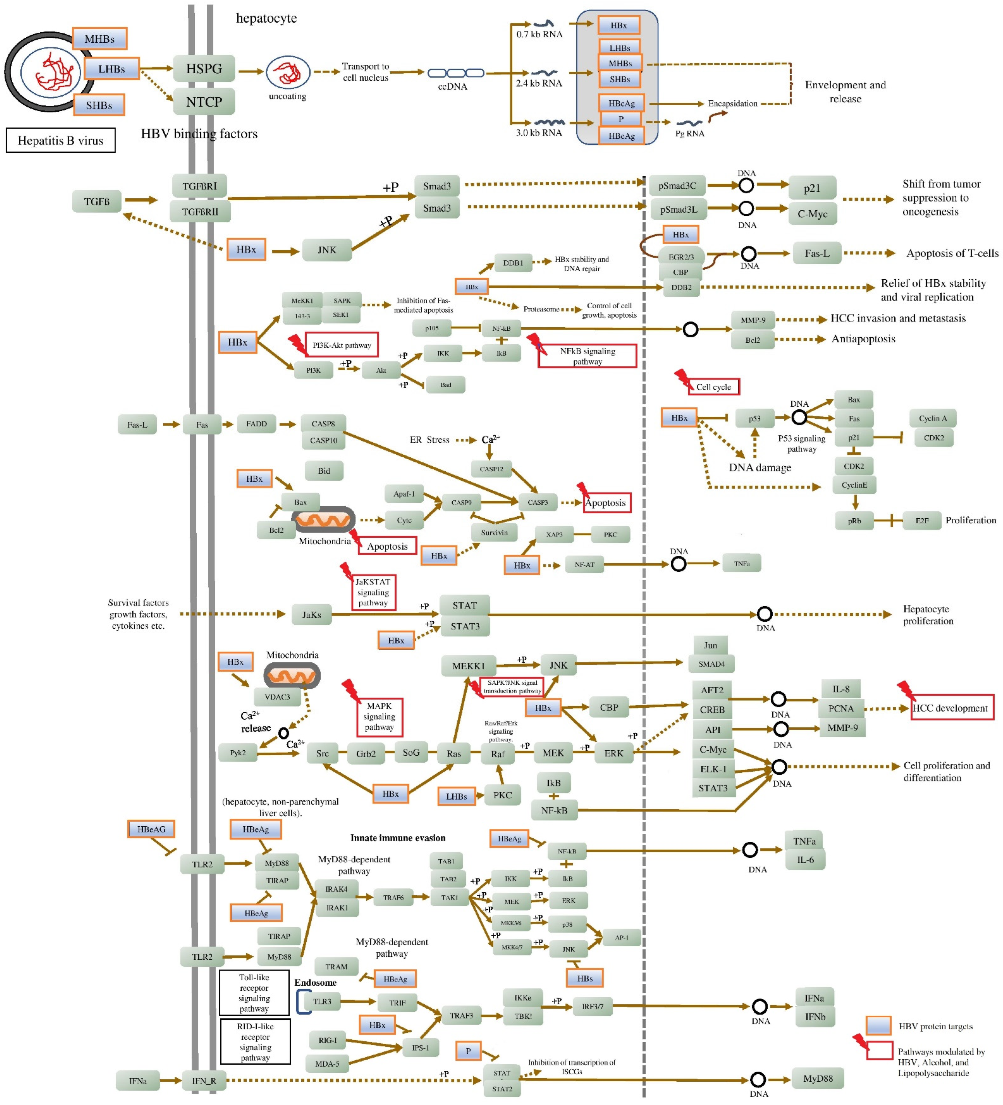 Ijms 24 11146 g007 Ijms 24 11146 g007