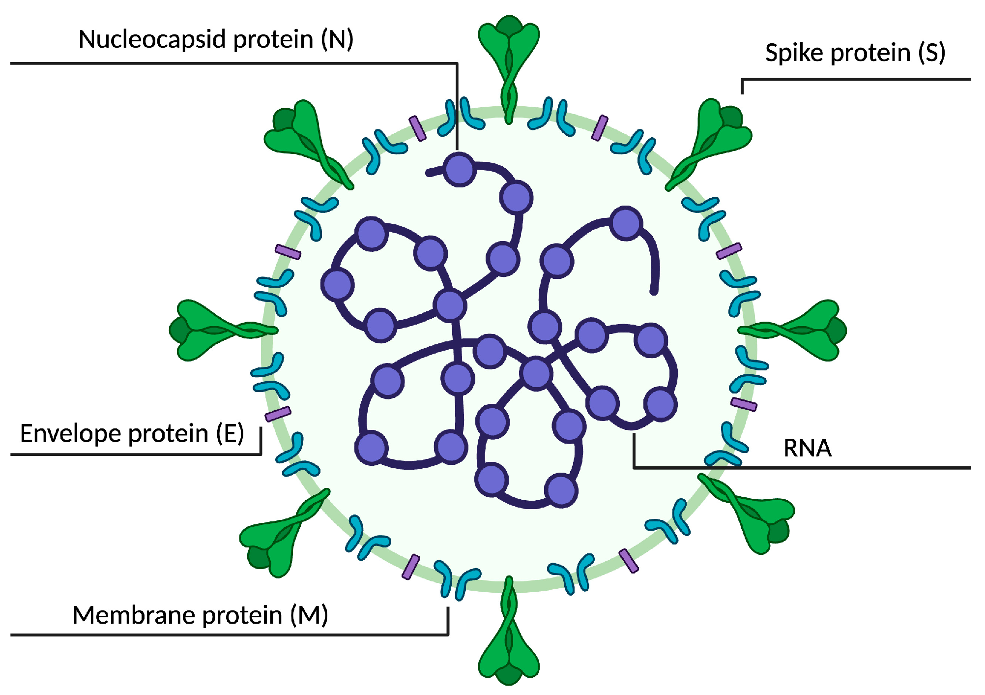 Ijms 24 11173 g003 Ijms 24 11173 g003