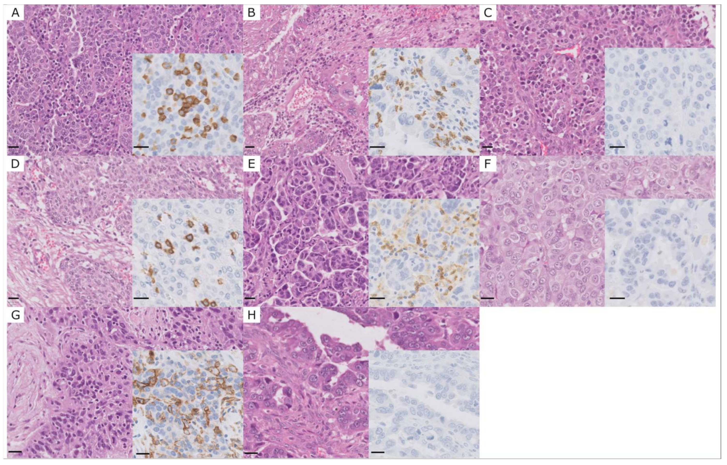 Ijms 24 11183 g001 Ijms 24 11183 g001