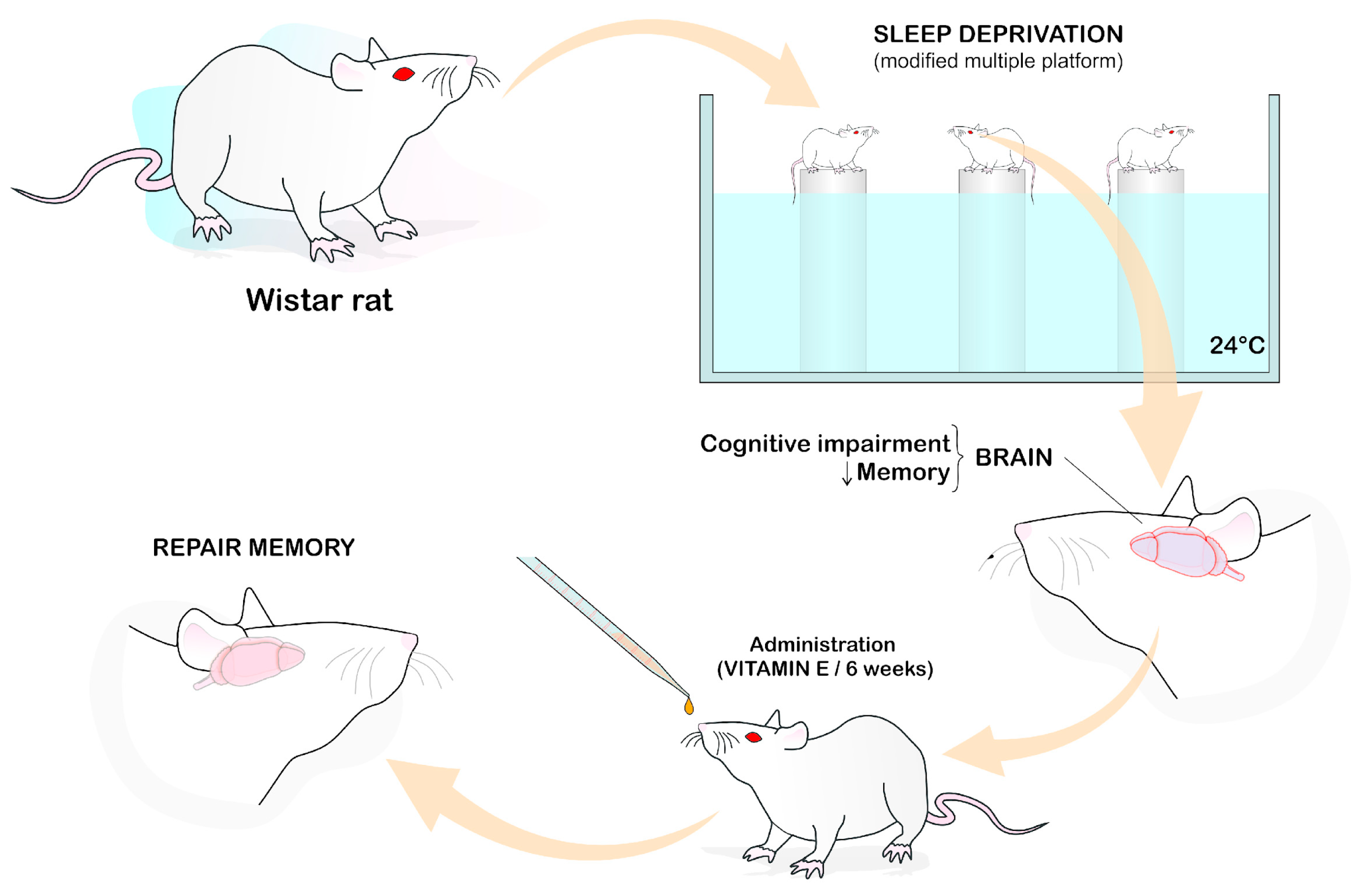 Ijms 24 11191 g001 Ijms 24 11191 g001