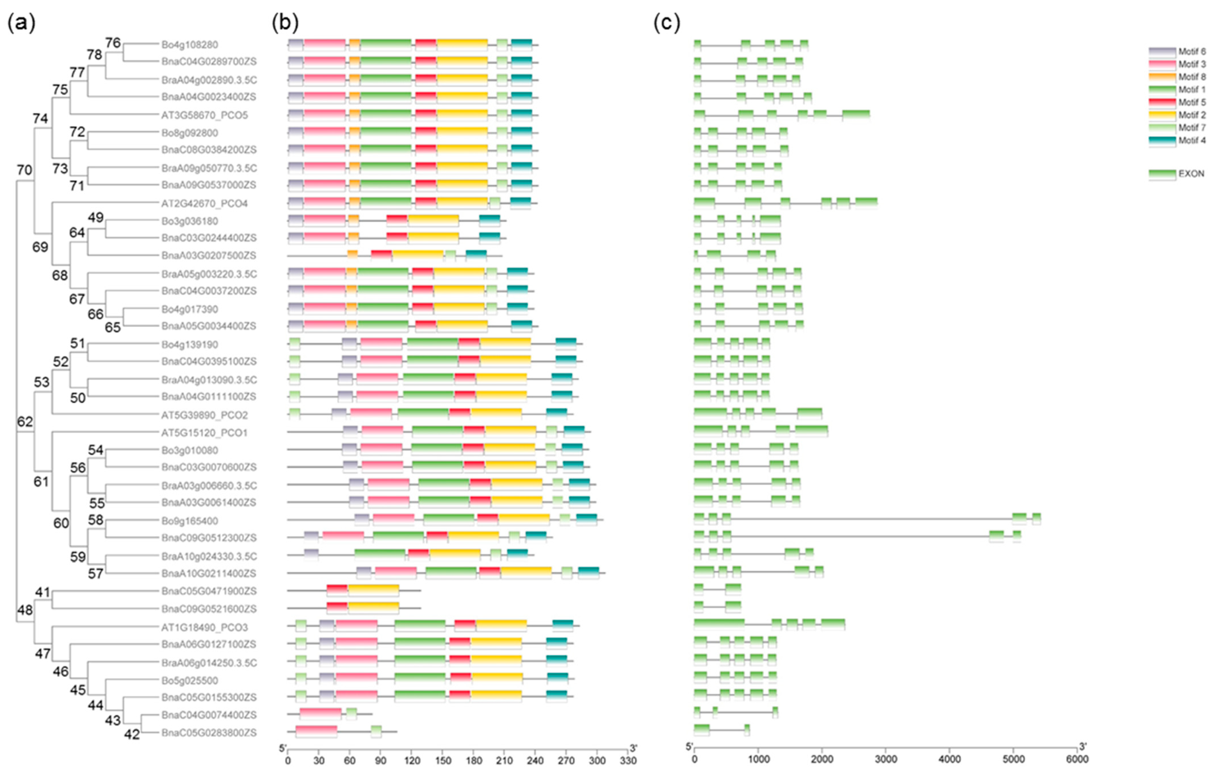 IJMS | Free Full-Text | Genome-Wide Identification and Analysis of the ...