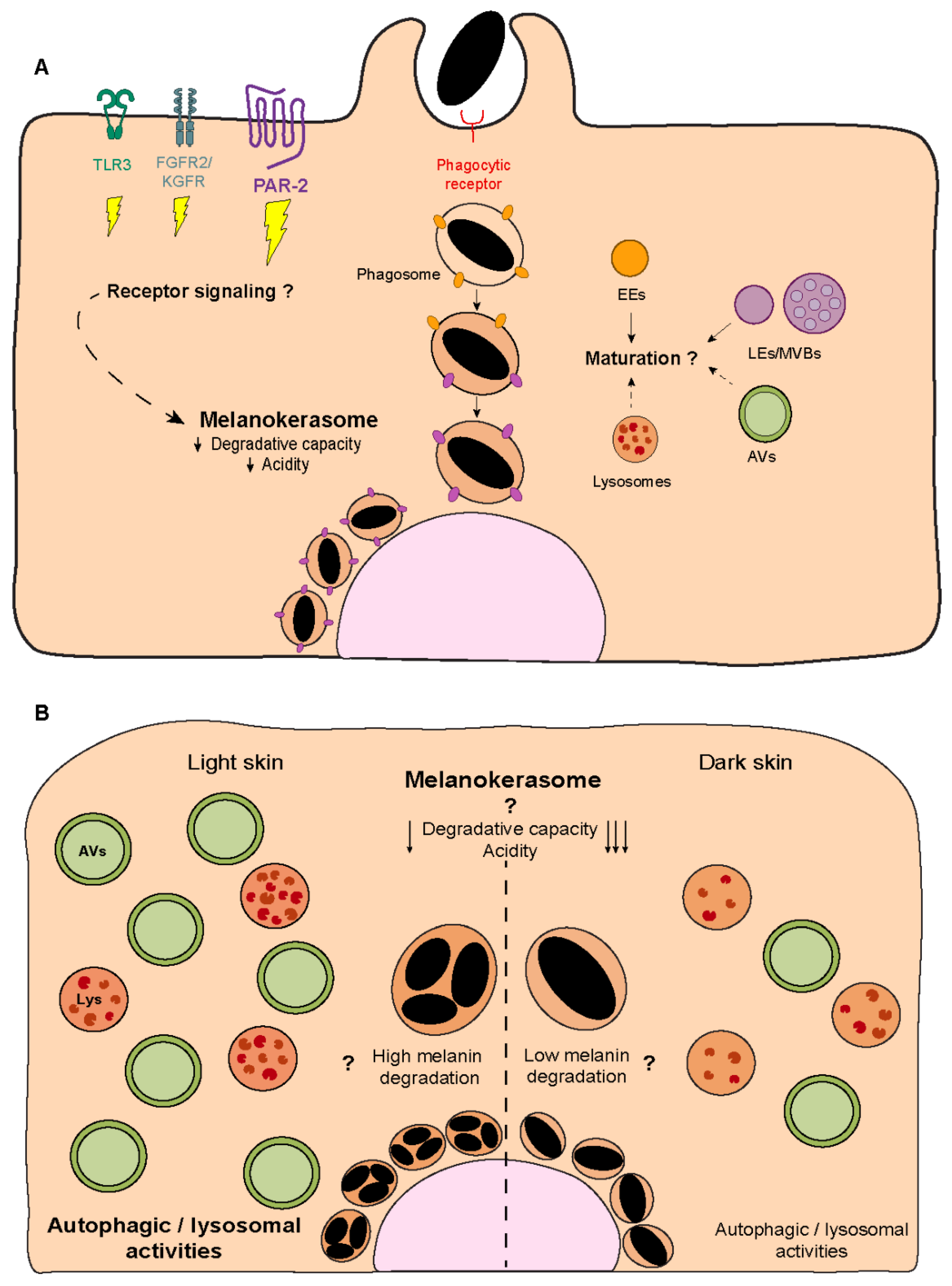 IJMS | Free Full-Text | Melanin’s Journey from Melanocytes to ...