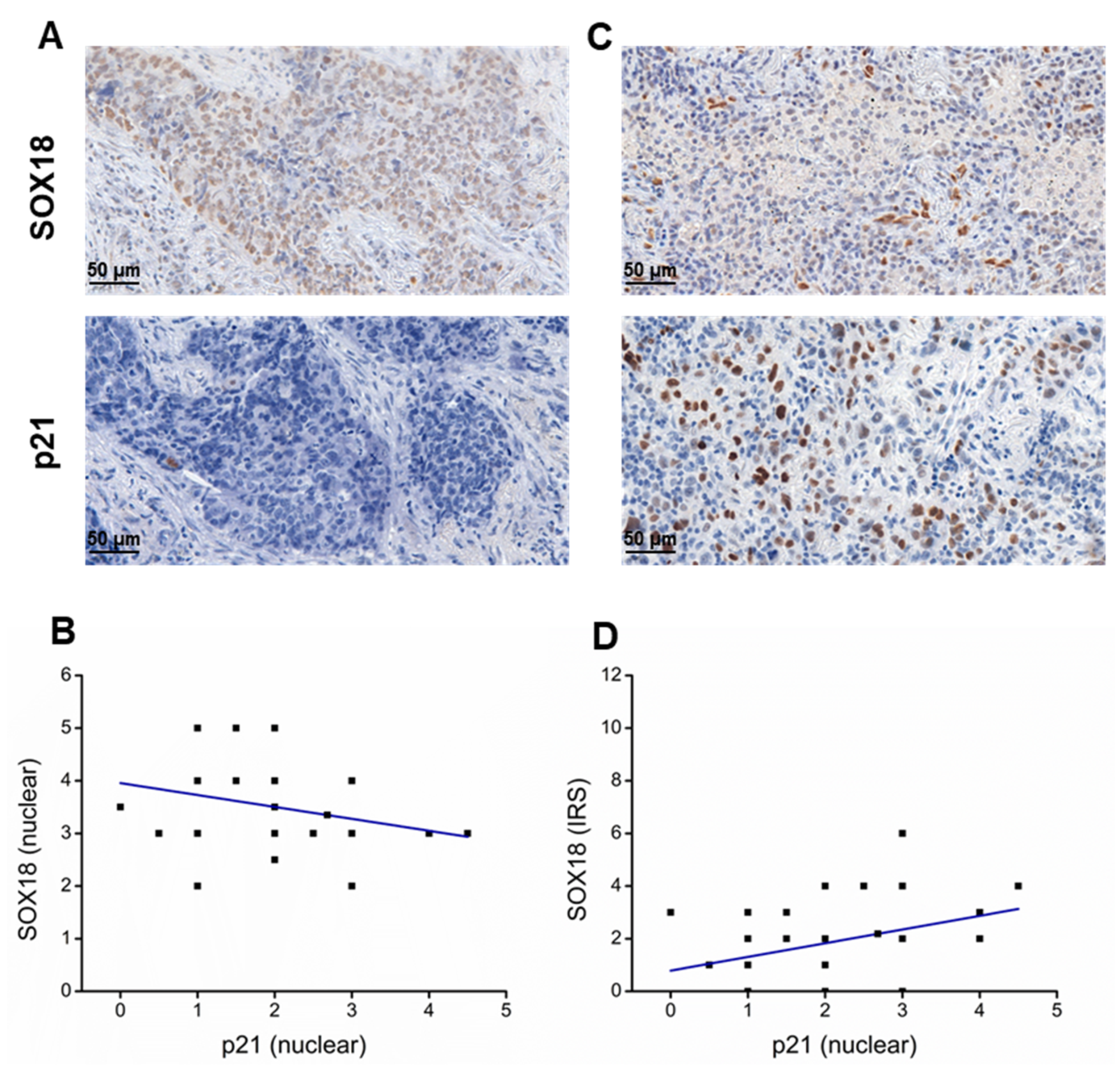 Ijms 24 11316 g006 Ijms 24 11316 g006