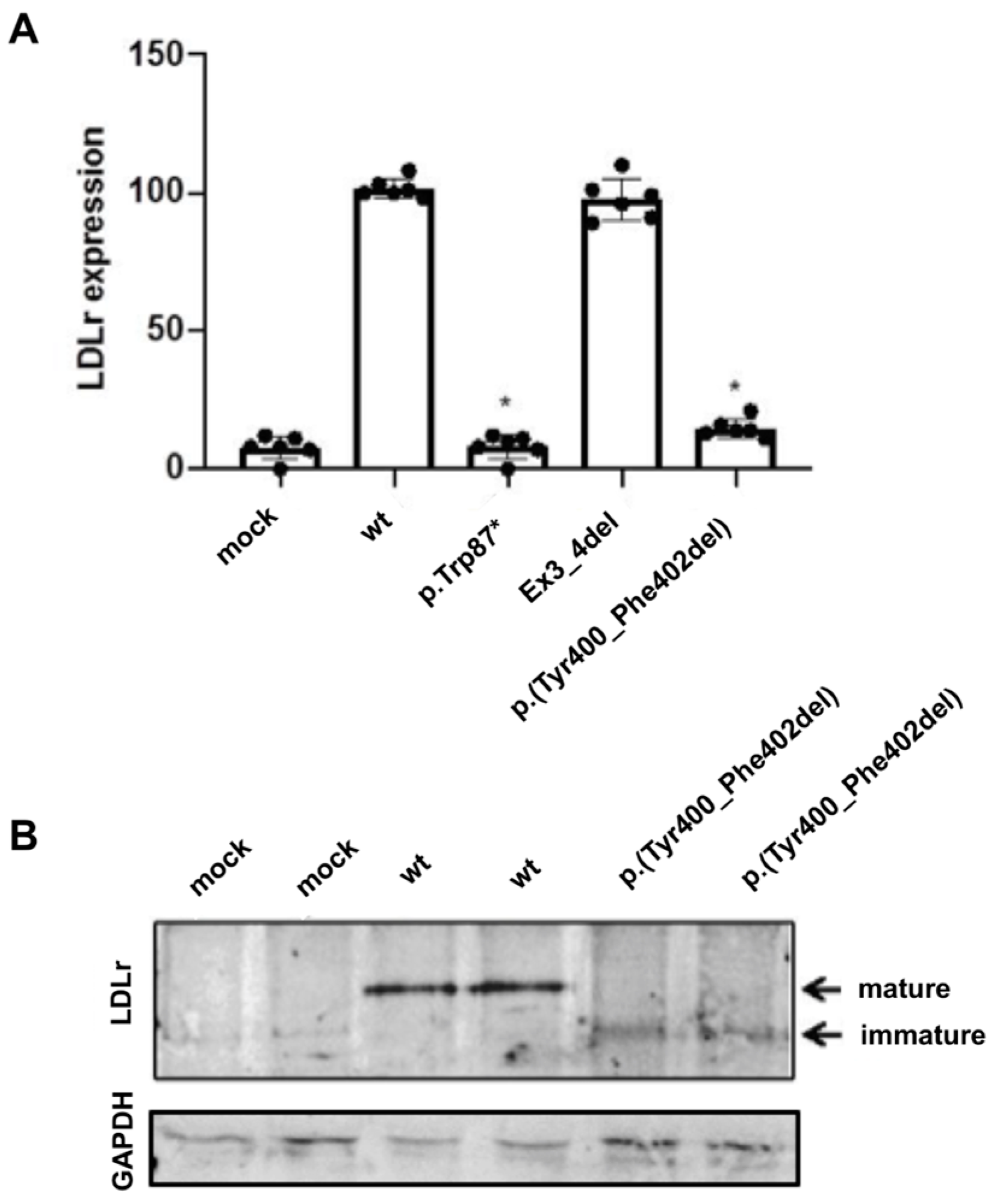 Ijms 24 11319 g002 Ijms 24 11319 g002