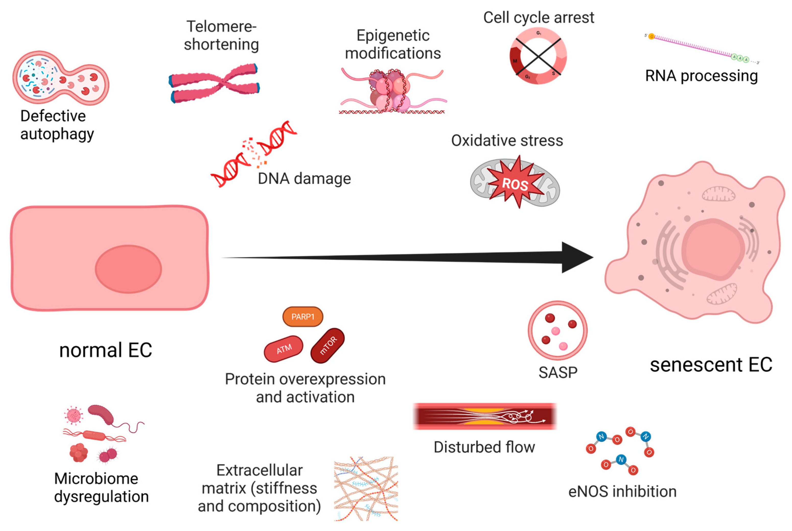 Ijms 24 11344 g001 Ijms 24 11344 g001