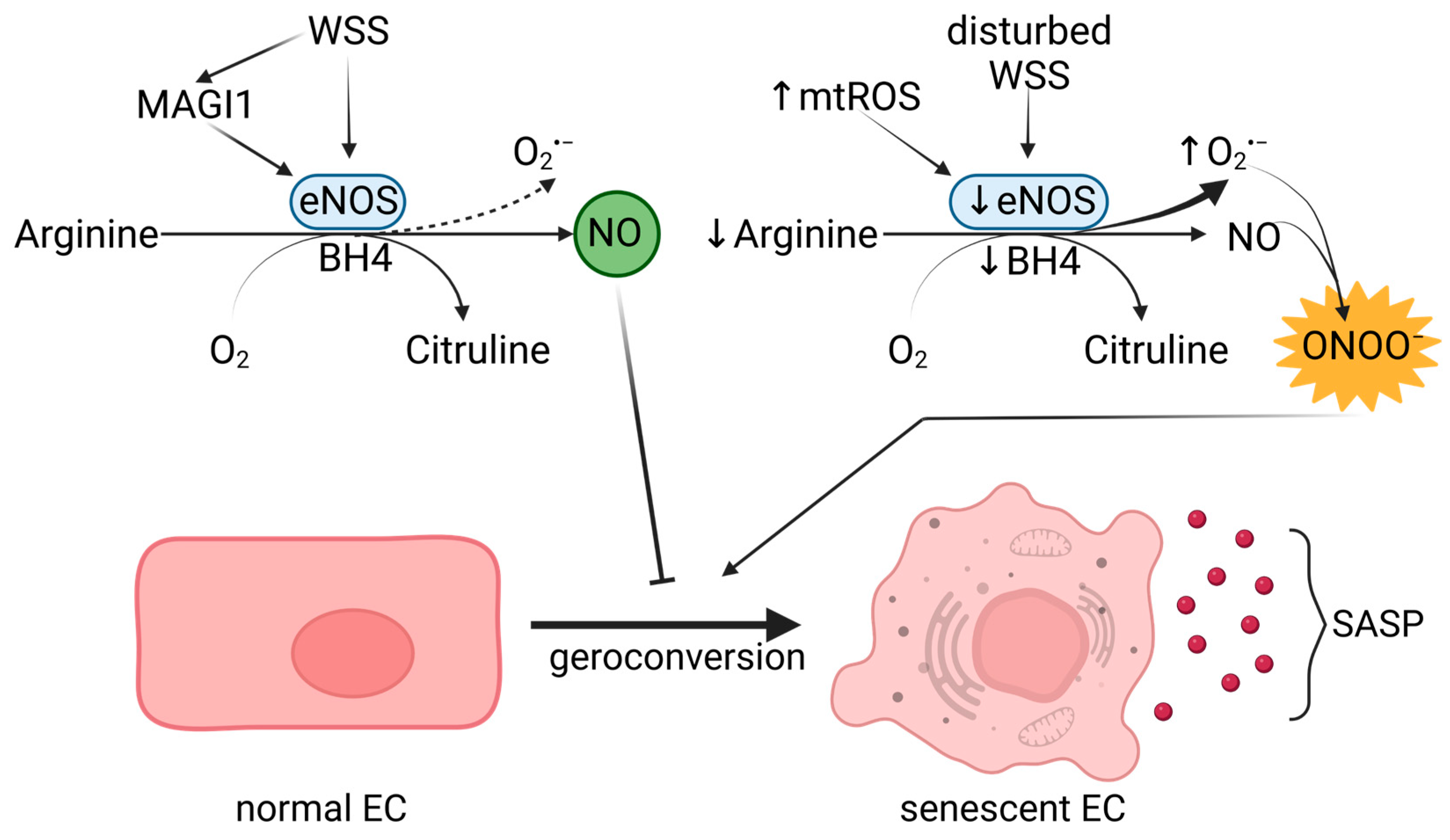 Ijms 24 11344 g002 Ijms 24 11344 g002