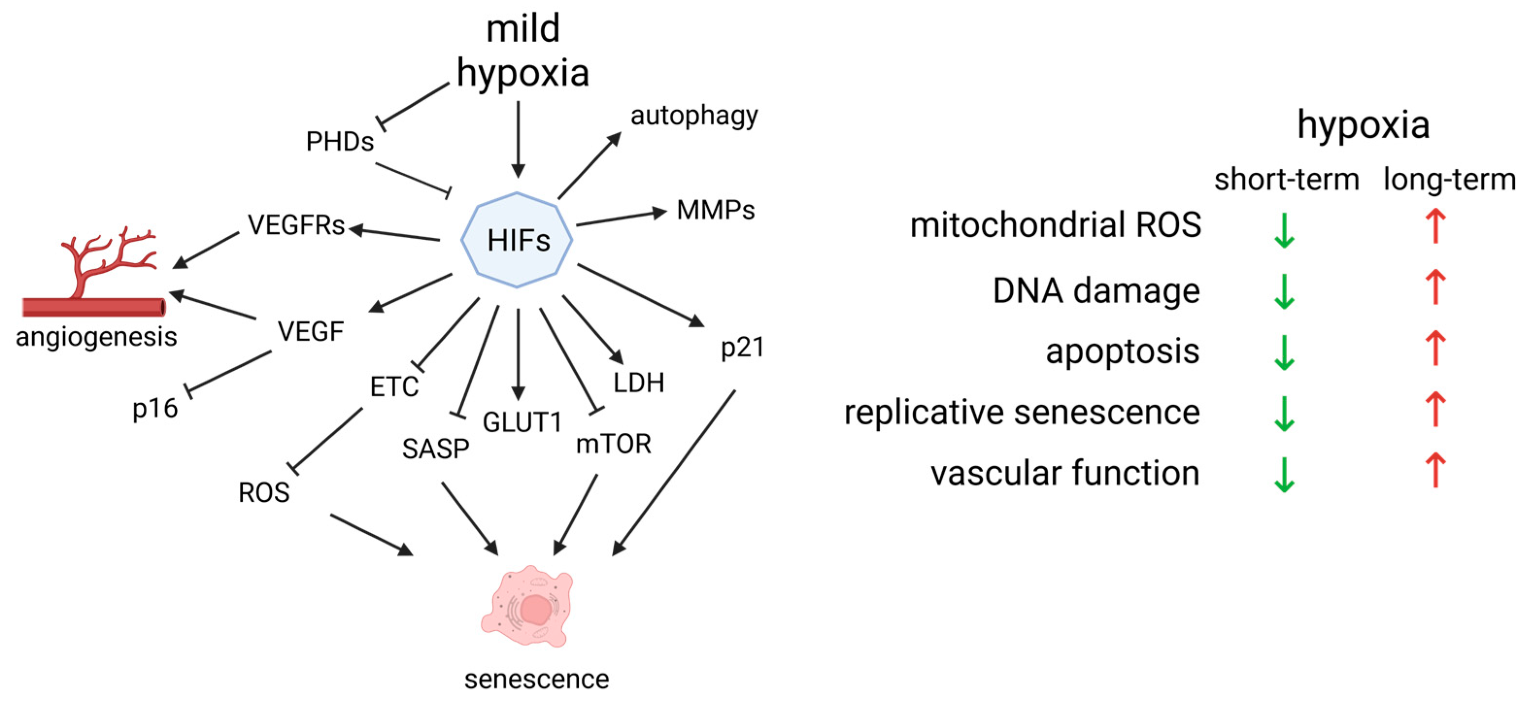 Ijms 24 11344 g003 Ijms 24 11344 g003