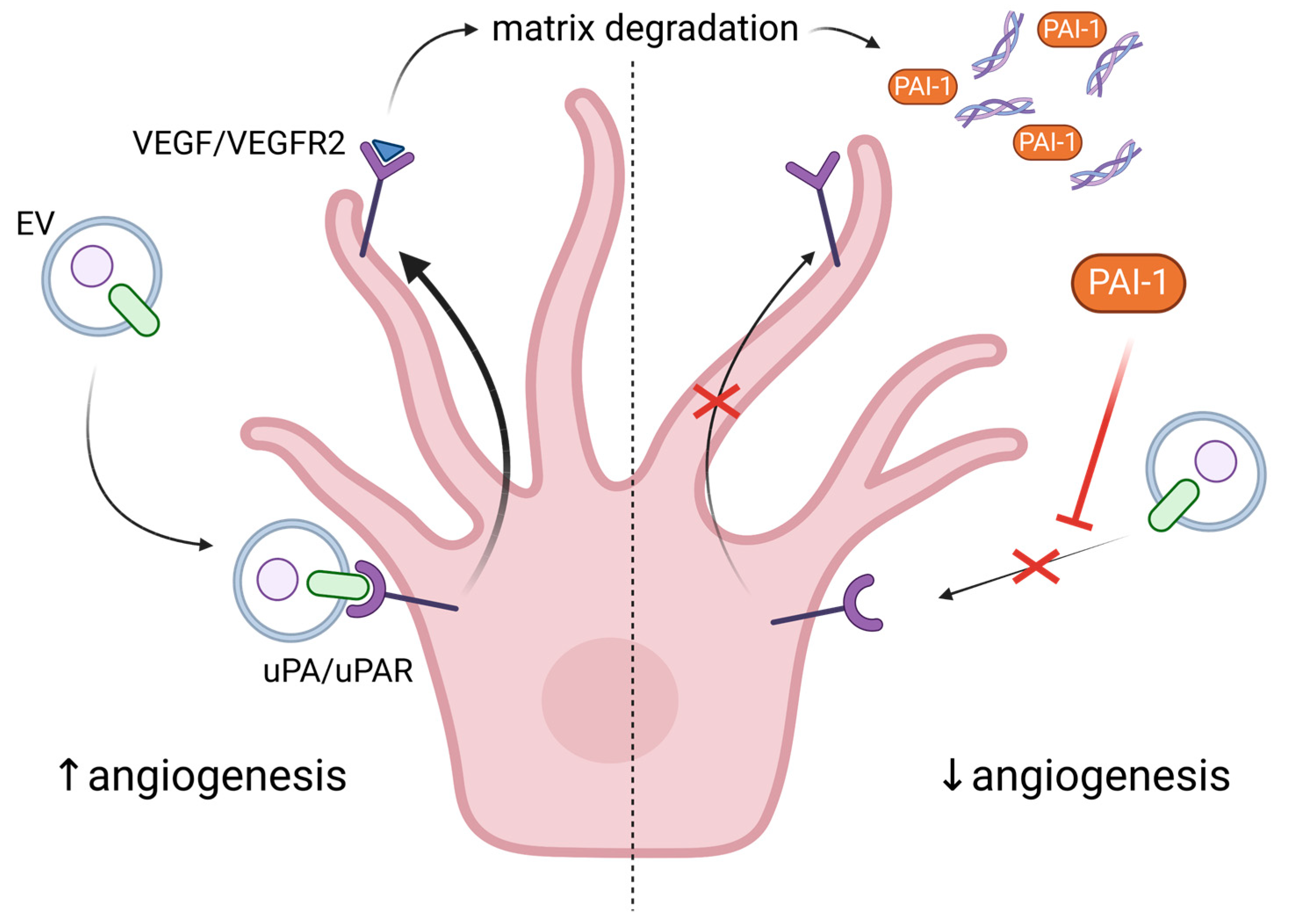 Ijms 24 11344 g004 Ijms 24 11344 g004