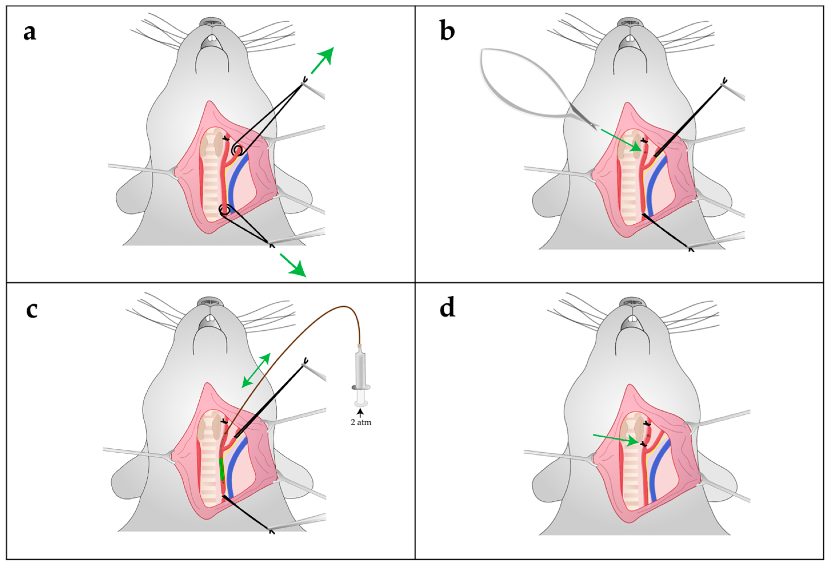 Ijms 24 11351 g007 Ijms 24 11351 g007