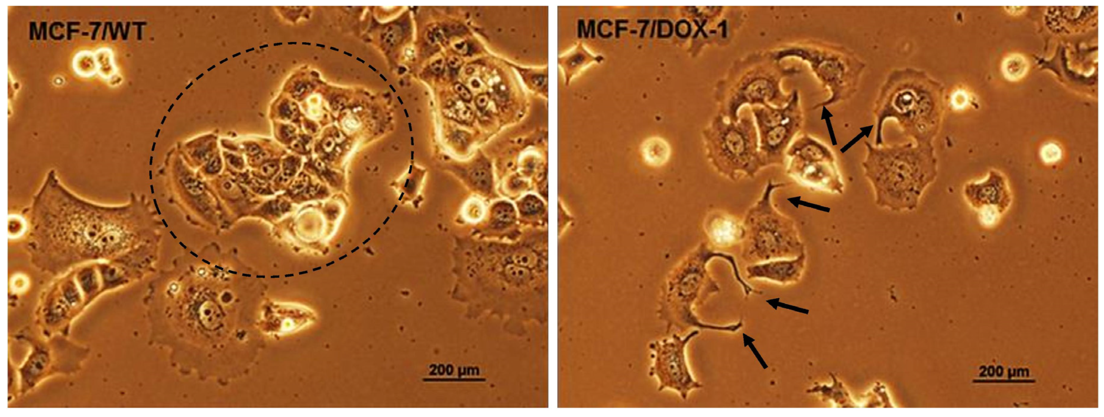 Ijms 24 11352 g003 Ijms 24 11352 g003