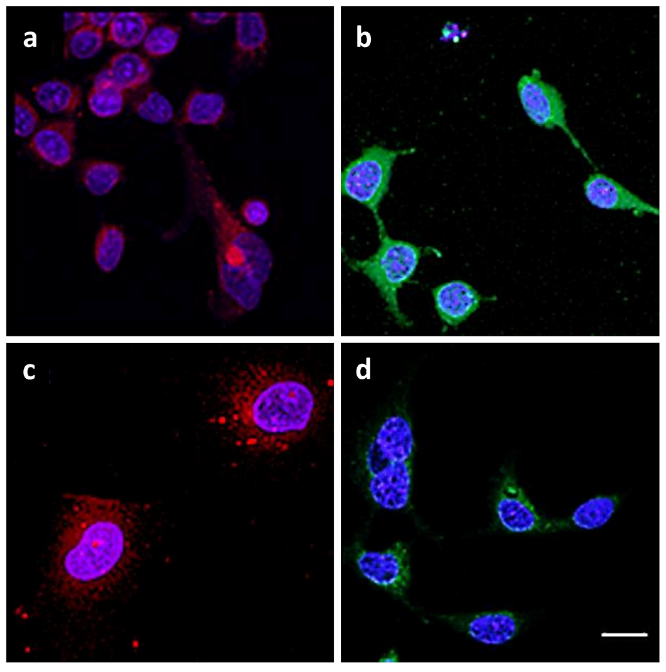 Ijms 24 11352 g004 Ijms 24 11352 g004
