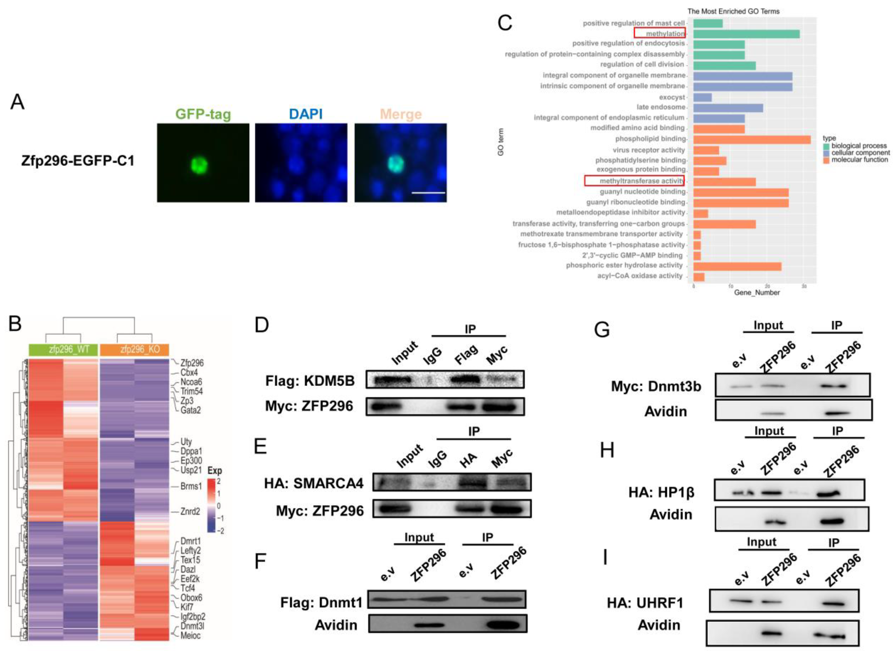 IJMS | Free Full-Text | The Novel Role of Zfp296 in Mammalian 