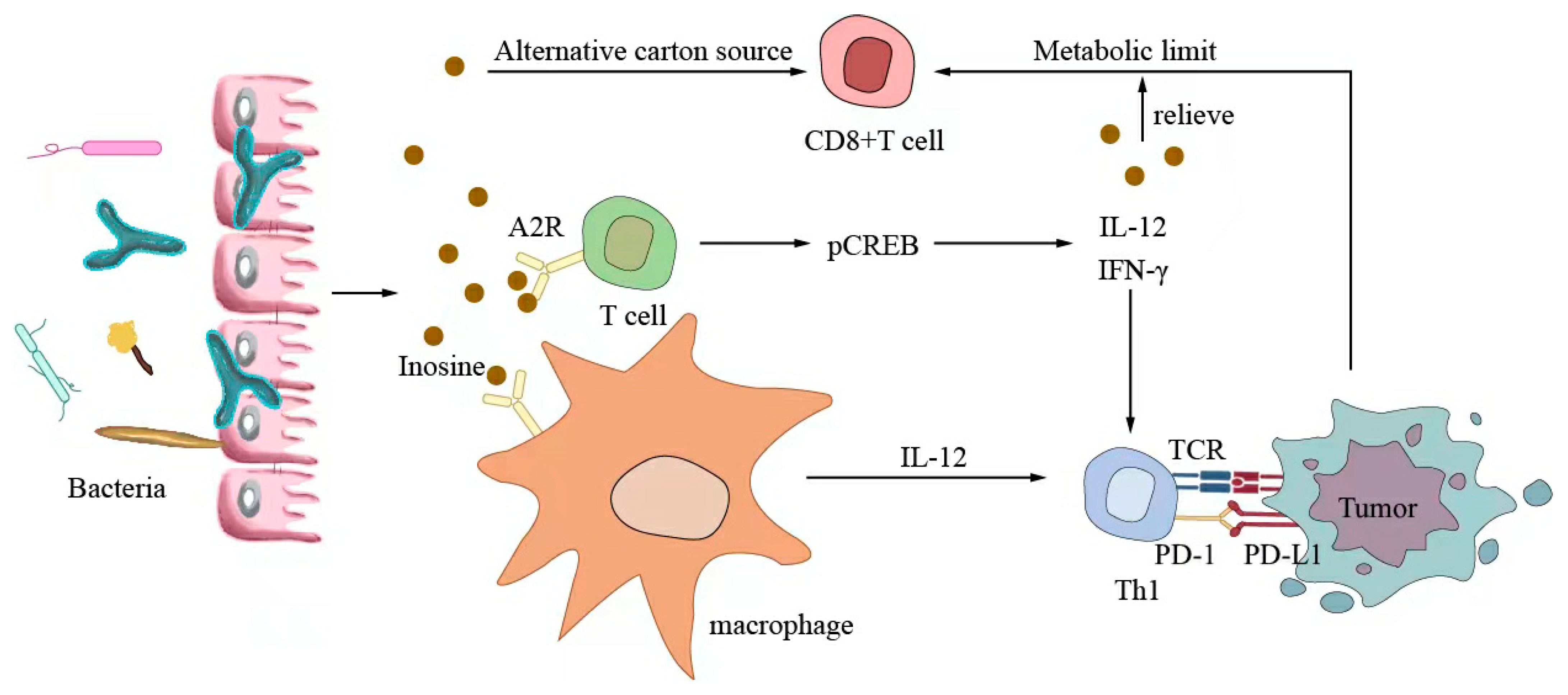 Ijms 24 11387 g003 Ijms 24 11387 g003