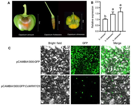 IJMS | Free Full-Text | Genome-Wide Identification of WRKY Gene 