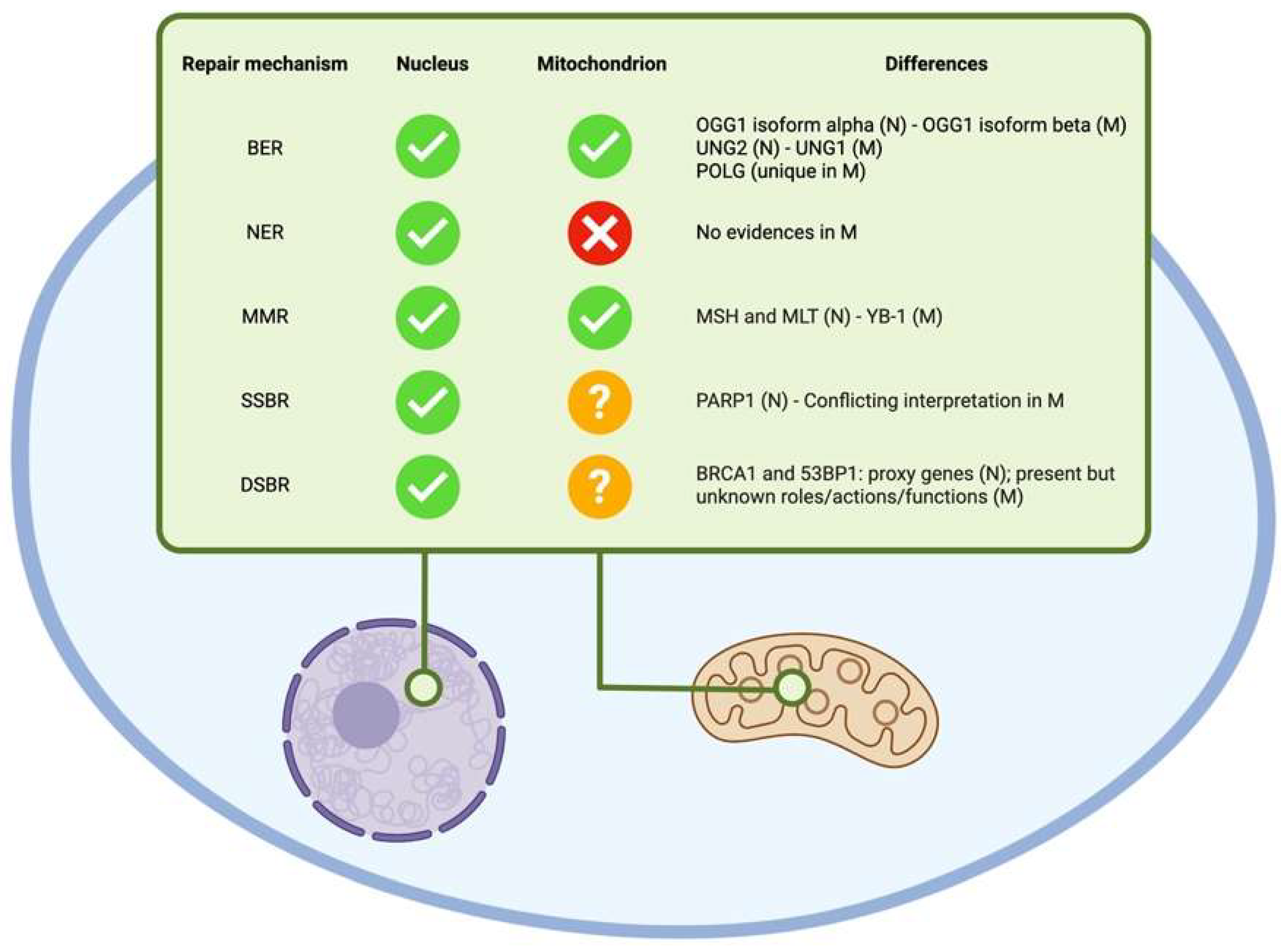 Ijms 24 11437 g004 Ijms 24 11437 g004