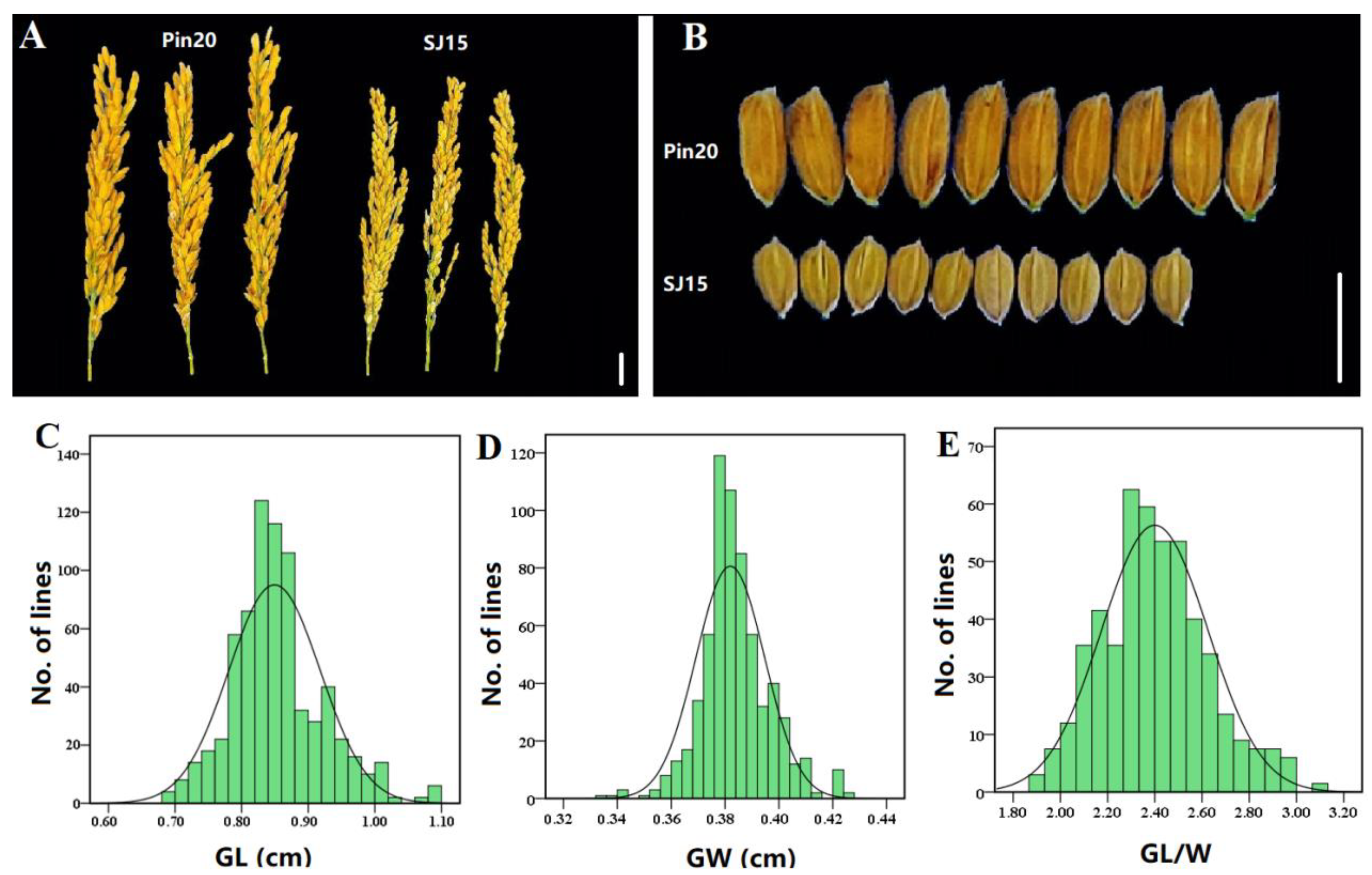 Ijms 24 11447 g001 Ijms 24 11447 g001