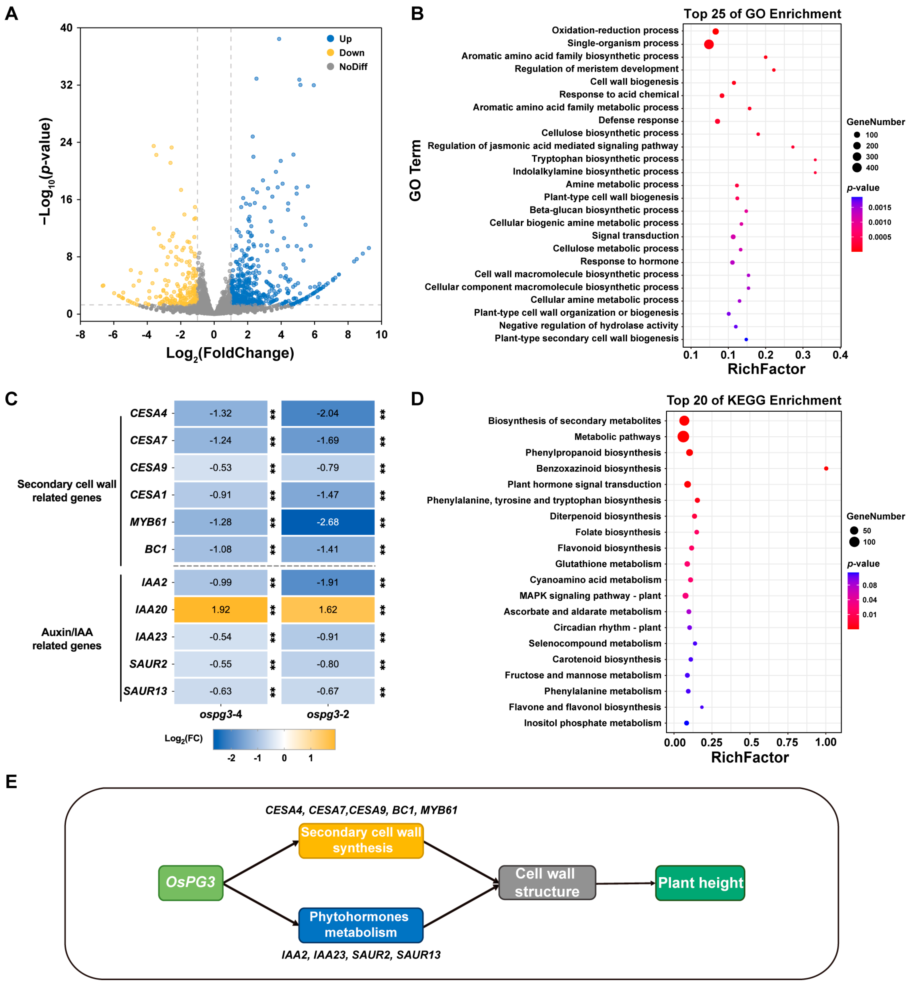 Ijms 24 11454 g005 Ijms 24 11454 g005