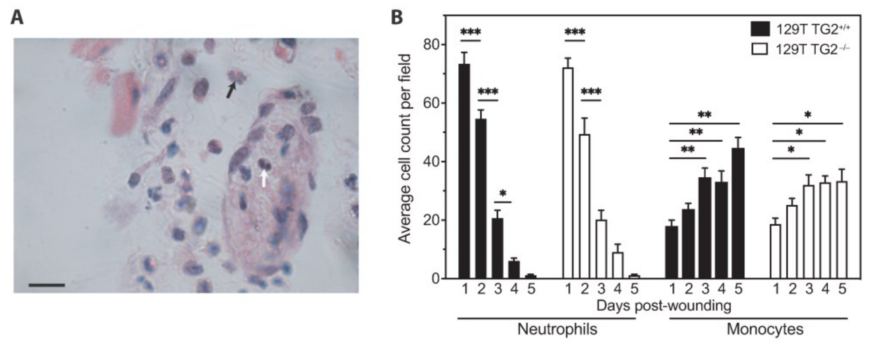 Ijms 24 11475 g003 Ijms 24 11475 g003
