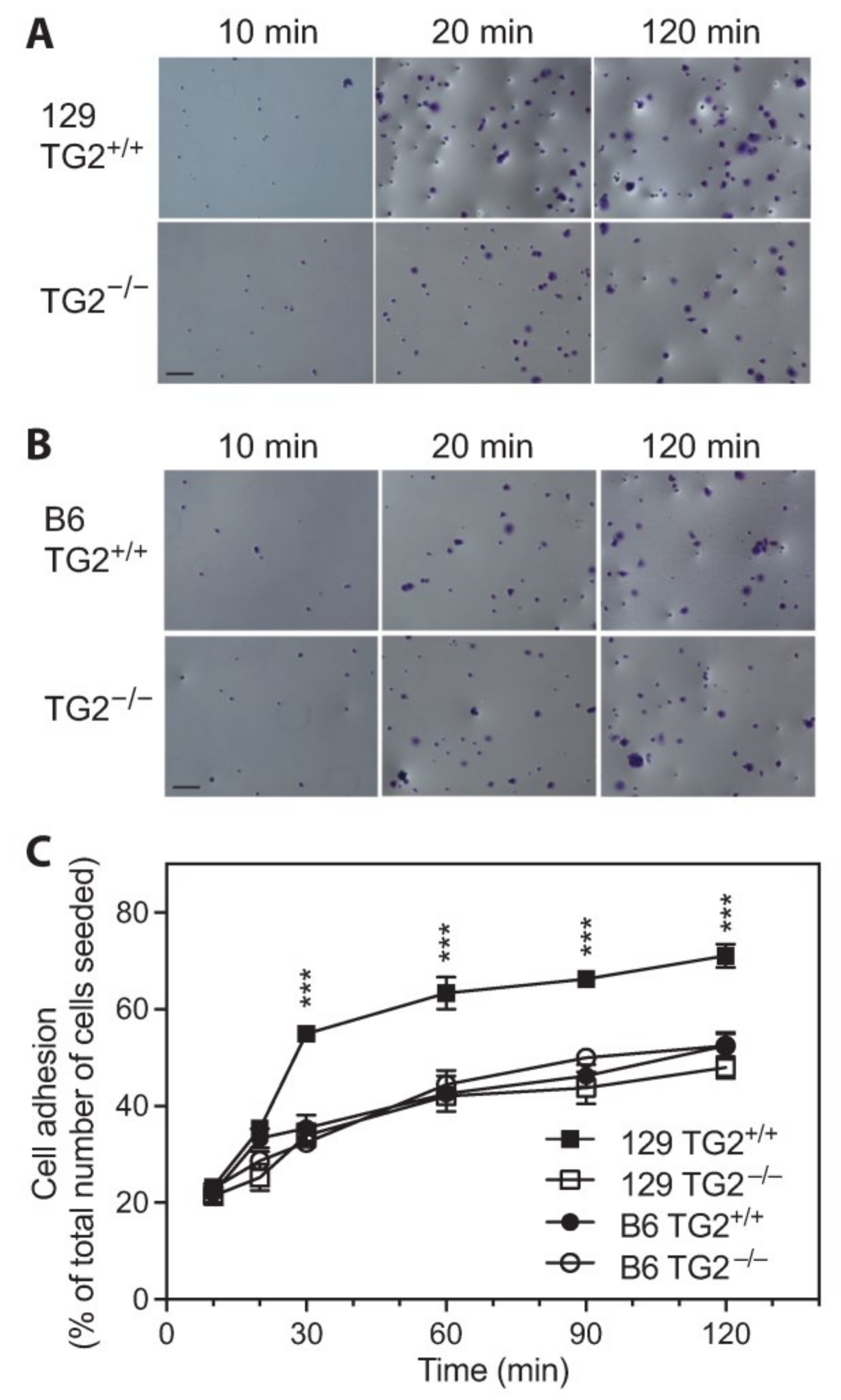 Ijms 24 11475 g006 Ijms 24 11475 g006