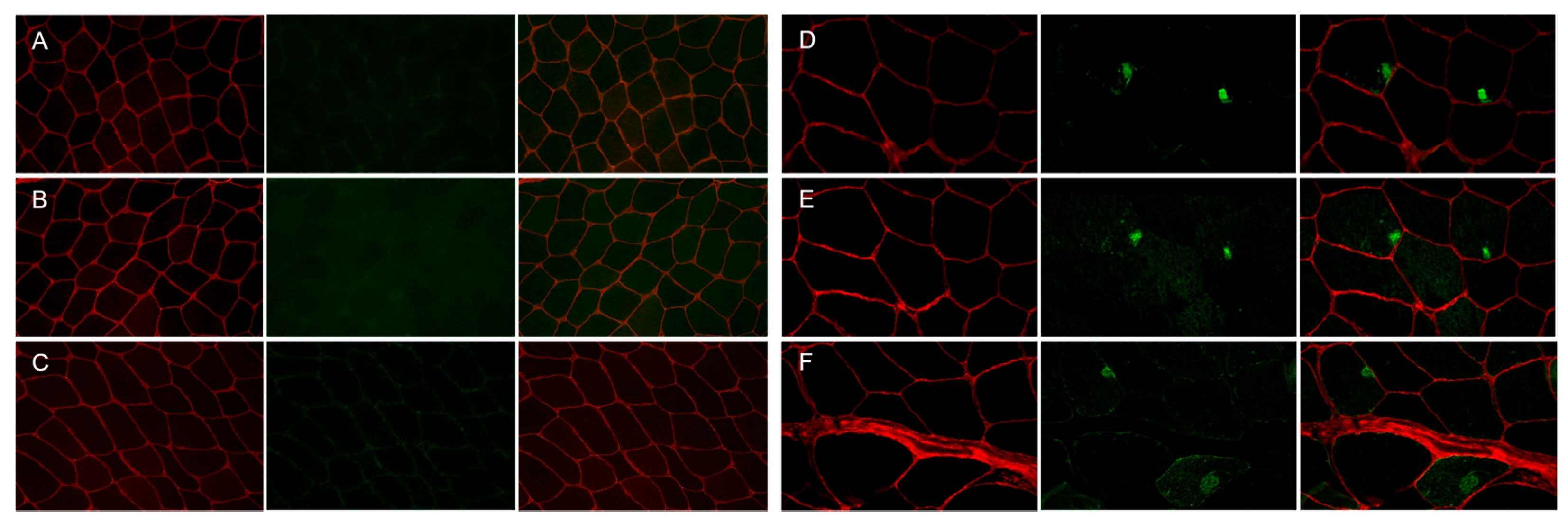 Ijms 24 11483 g002 Ijms 24 11483 g002