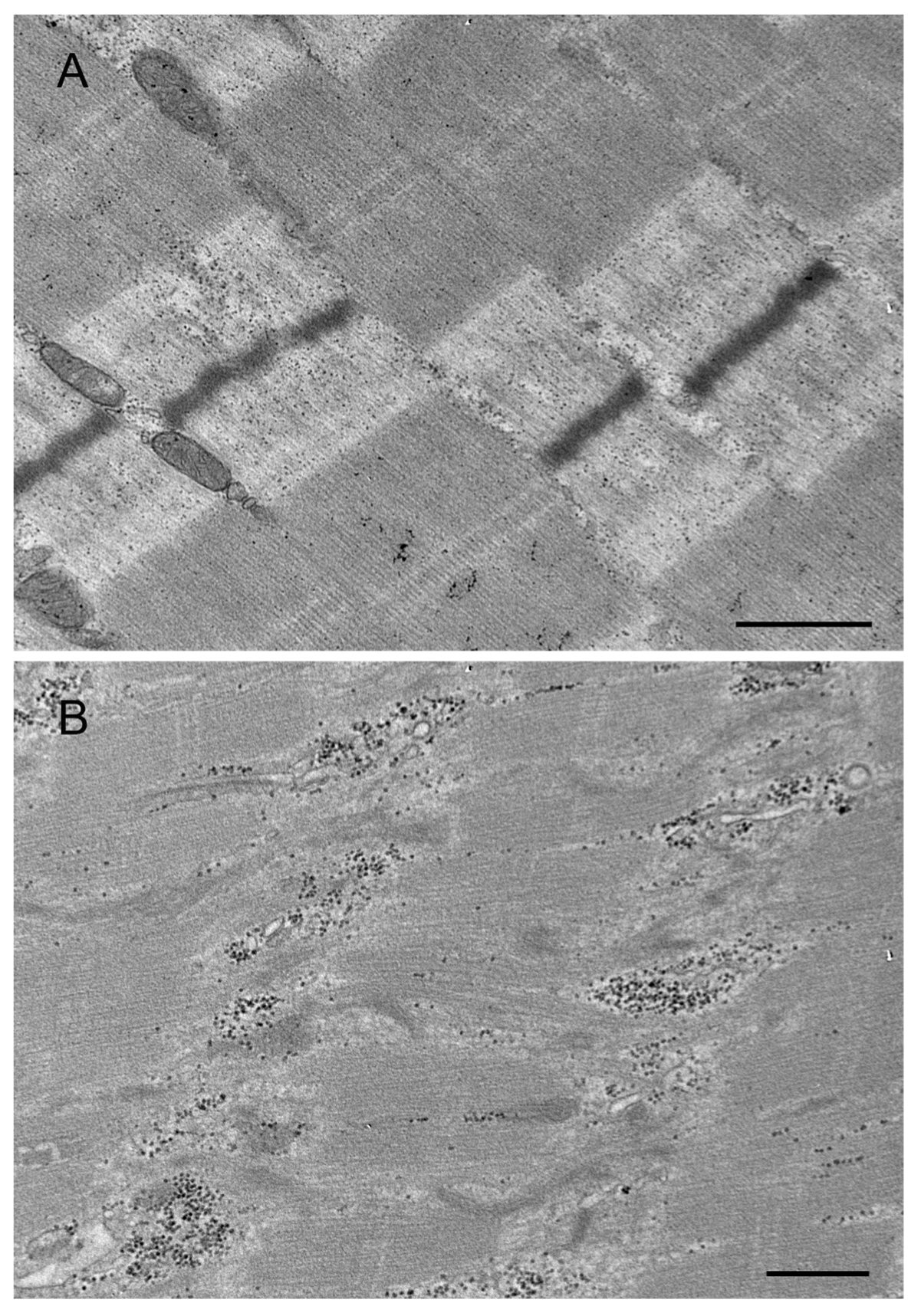 Ijms 24 11483 g003 Ijms 24 11483 g003