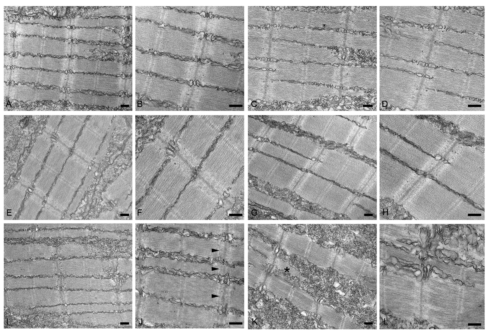 Ijms 24 11483 g007 Ijms 24 11483 g007