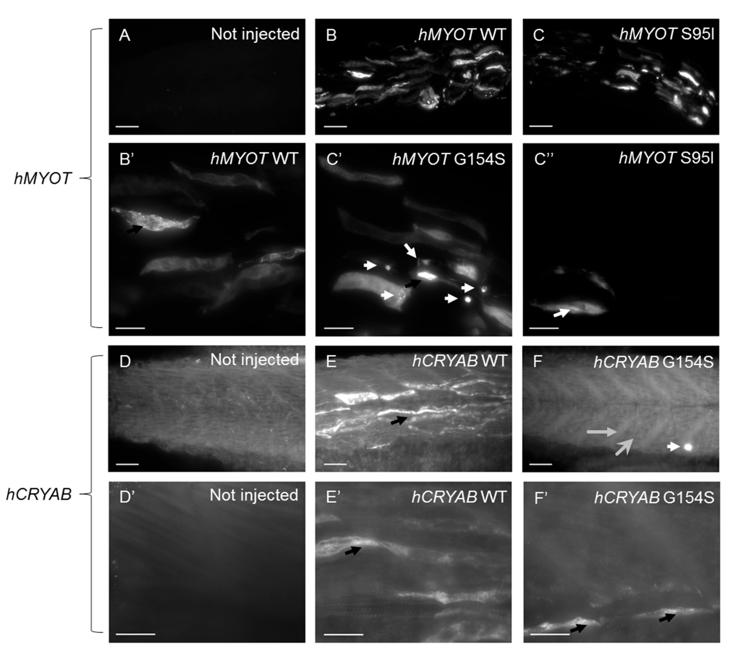 Ijms 24 11483 g009 Ijms 24 11483 g009
