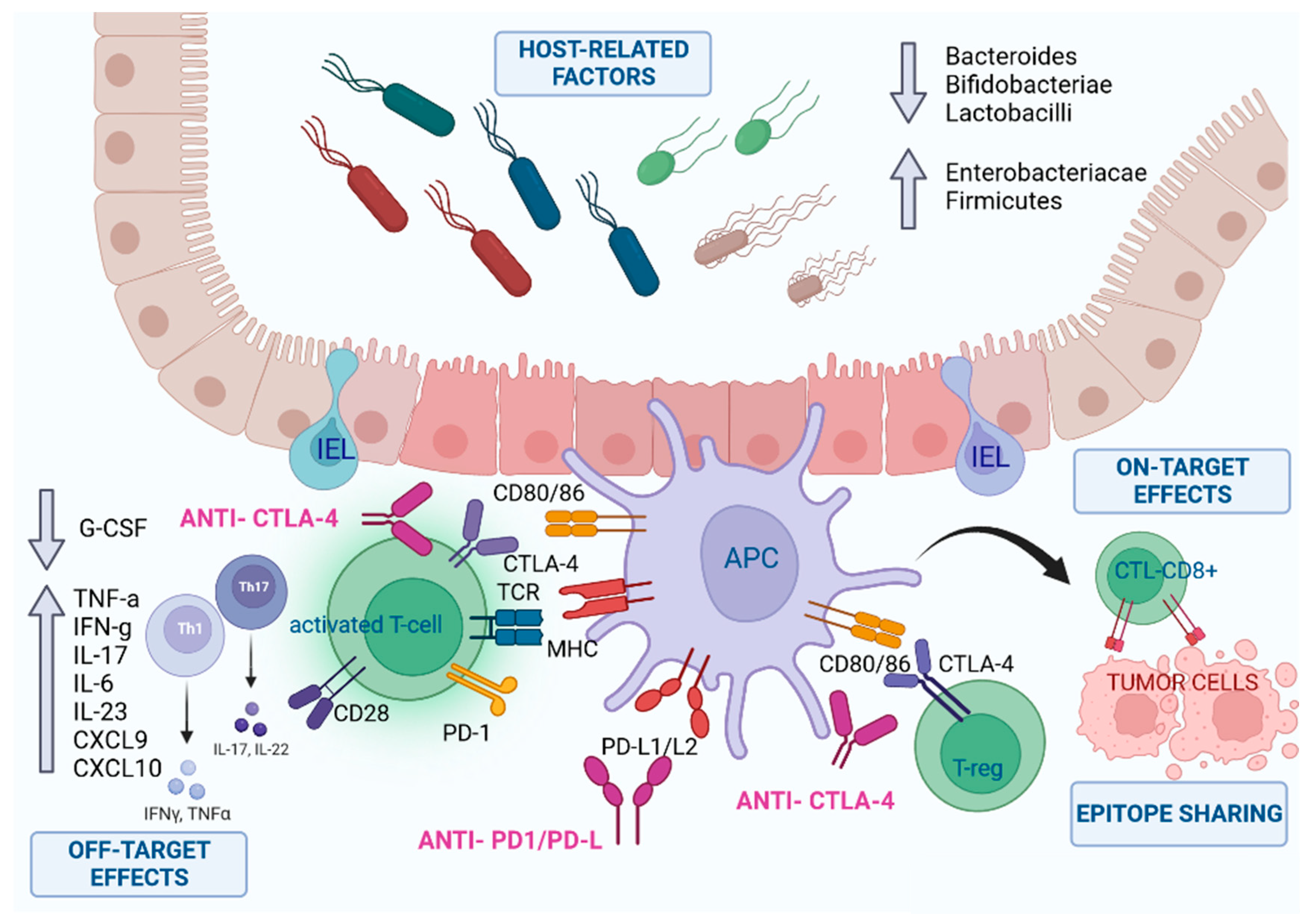 IJMS | Free Full-Text | Checkpoint Inhibitor-Induced Colitis: From  Pathogenesis to Management