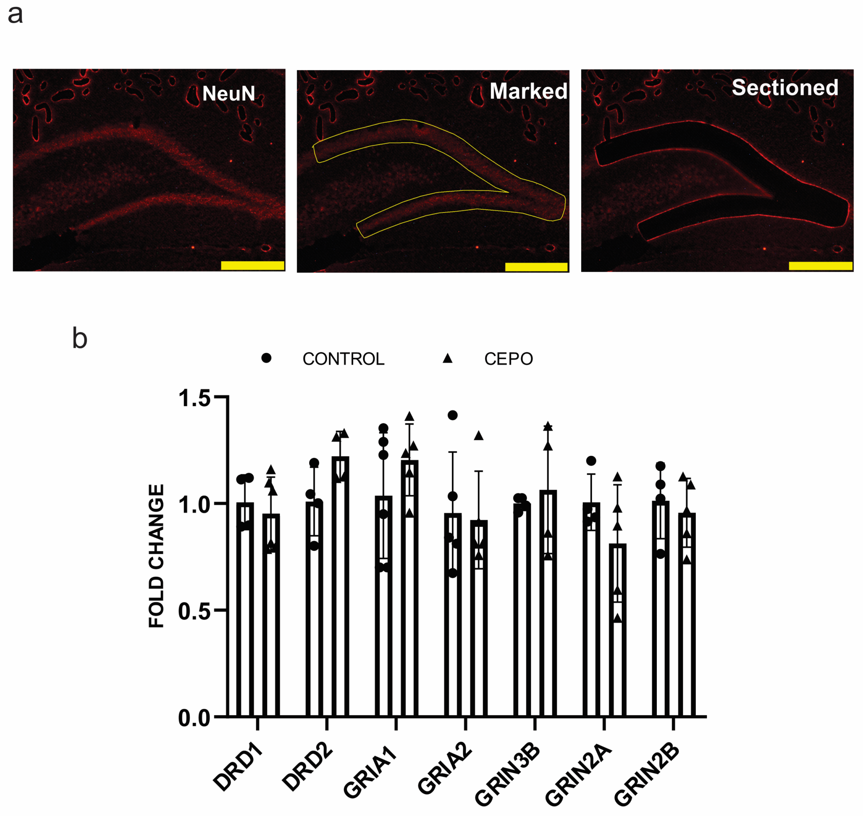 Ijms 24 11507 g005 Ijms 24 11507 g005