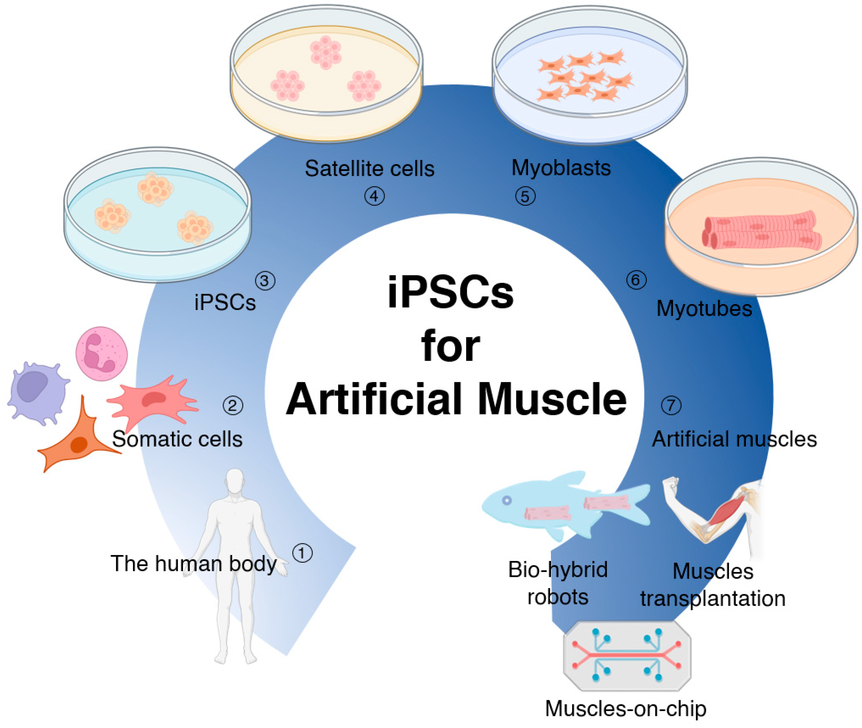 IJMS | Free Full-Text | Induced Pluripotent Stem Cells for  Tissue-Engineered Skeletal Muscles